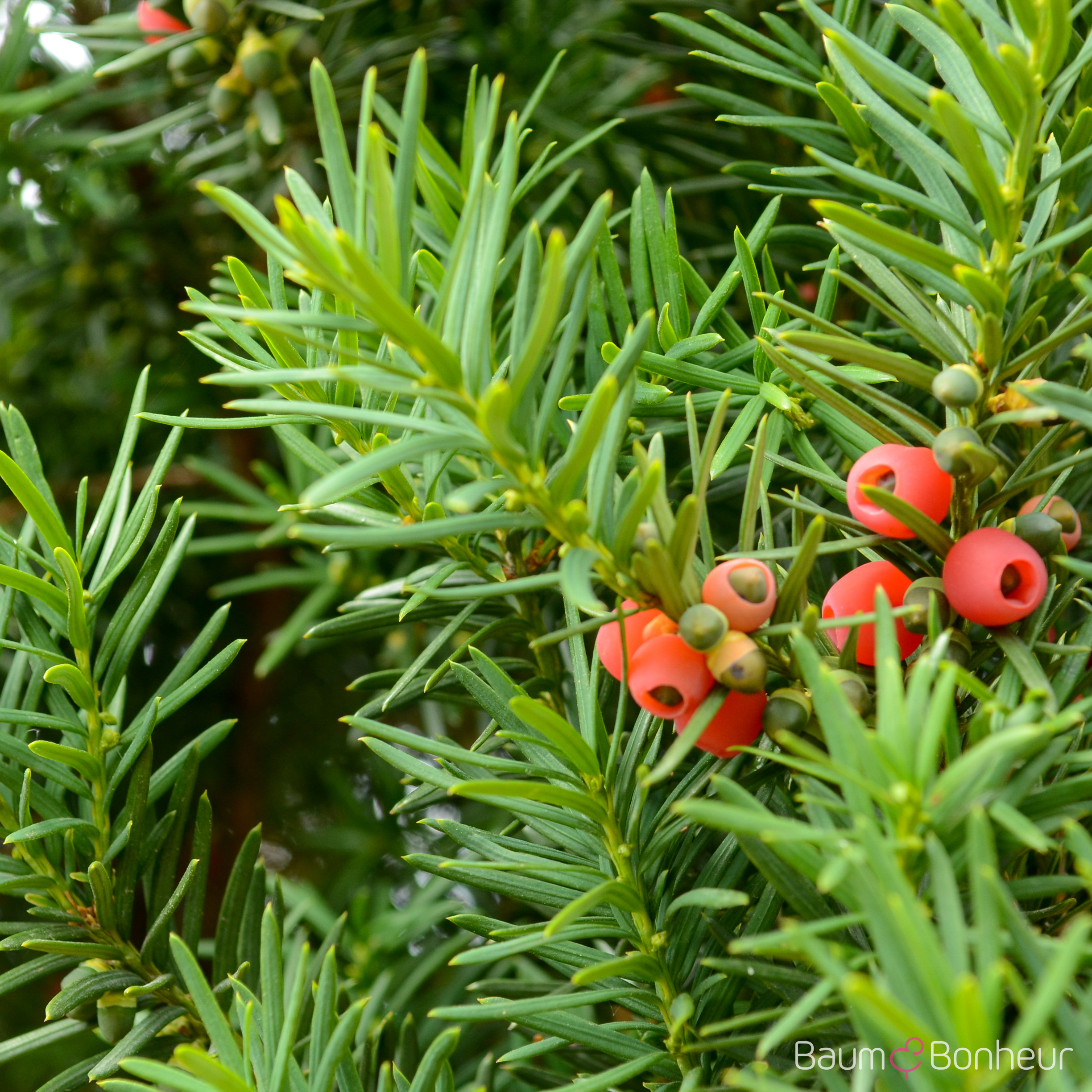 Taxus media 'Hicksii'