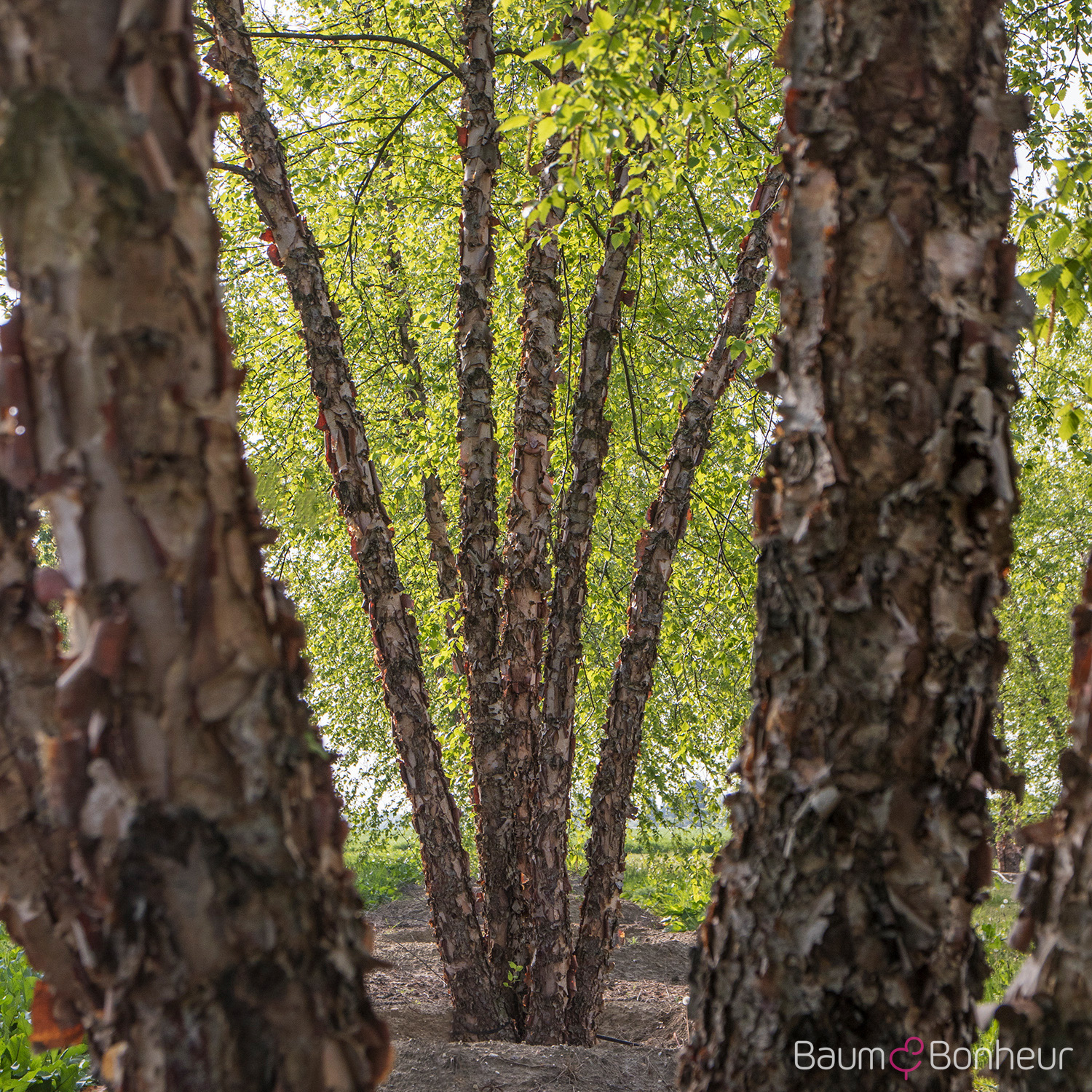 Betula nigra 'Heritage'