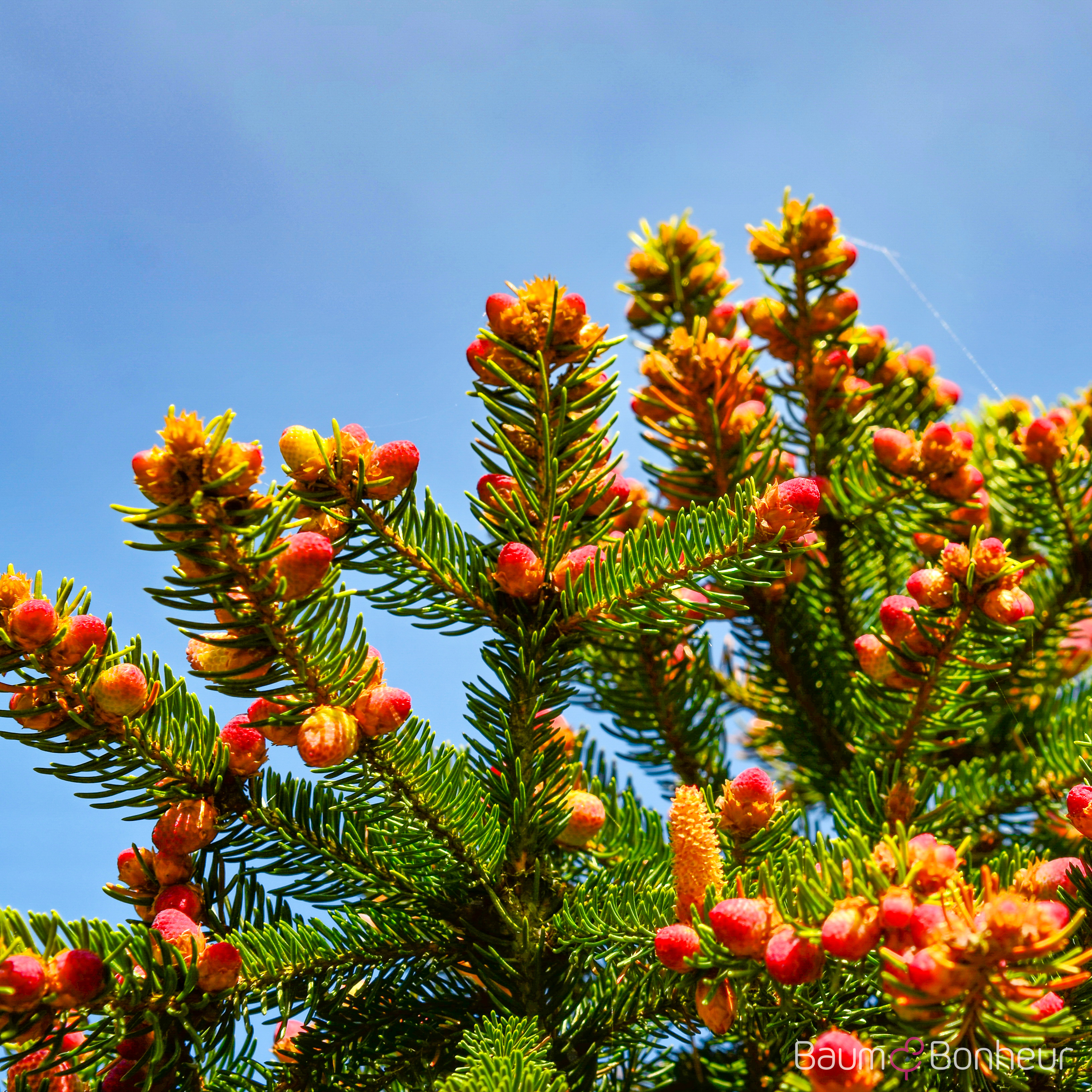 Picea abies 'Pygmaea'