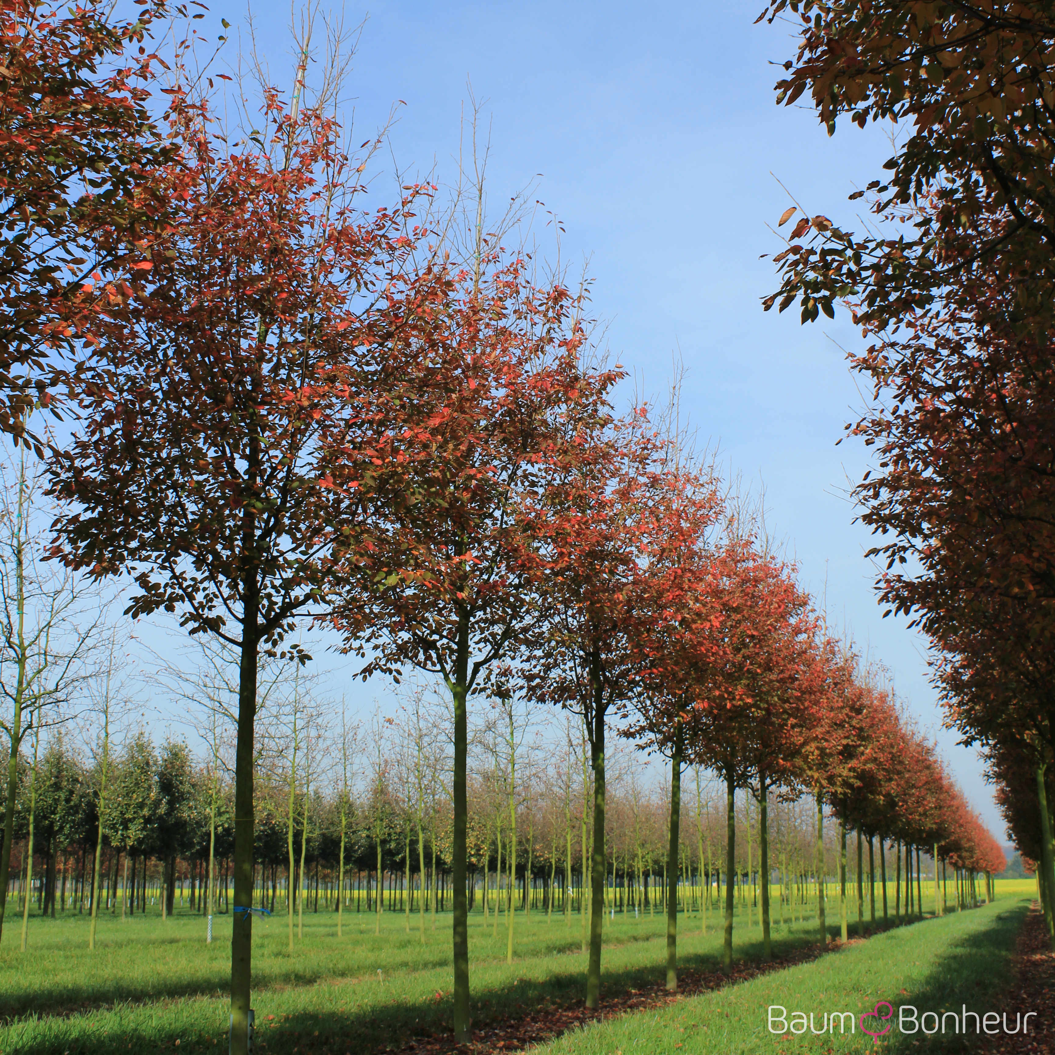 Amelanchier arborea 'Robin Hill'
