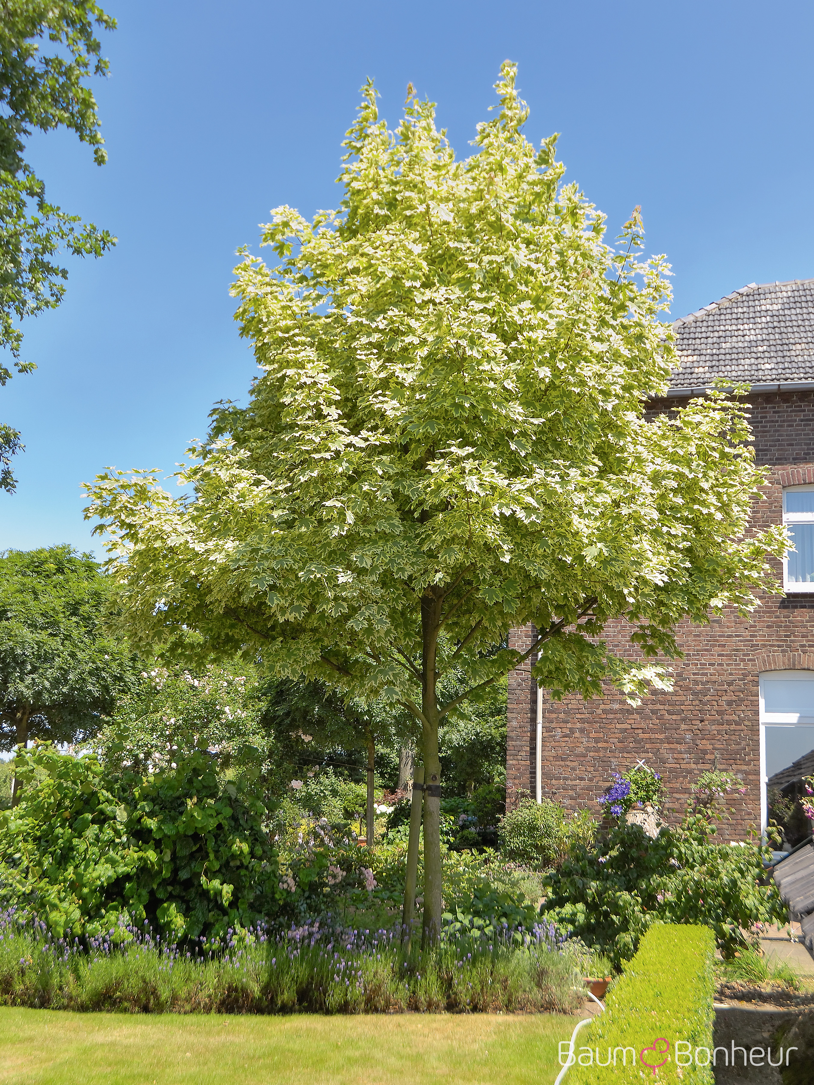 Acer platanoides 'Drummondii'