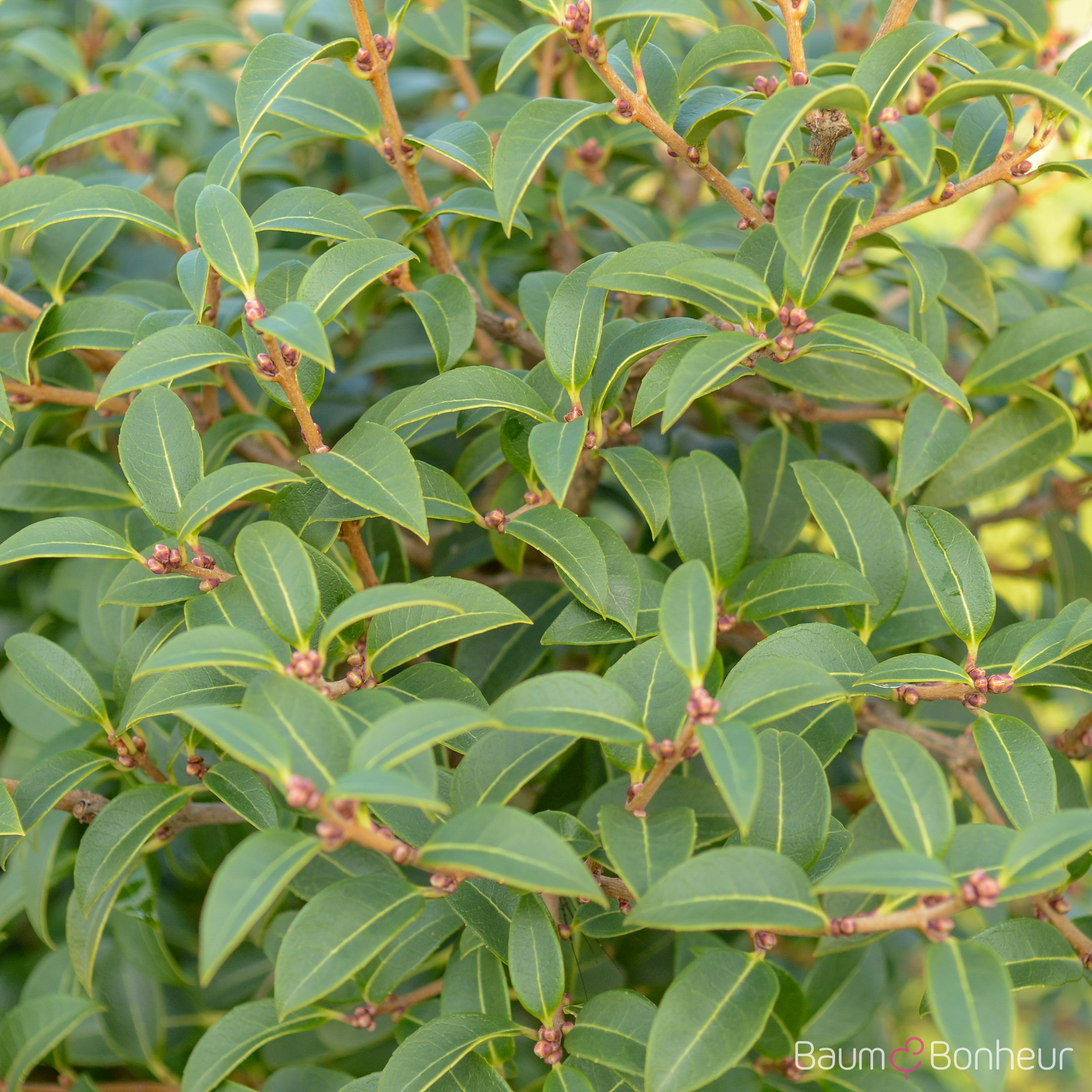 Osmanthus burkwoodii