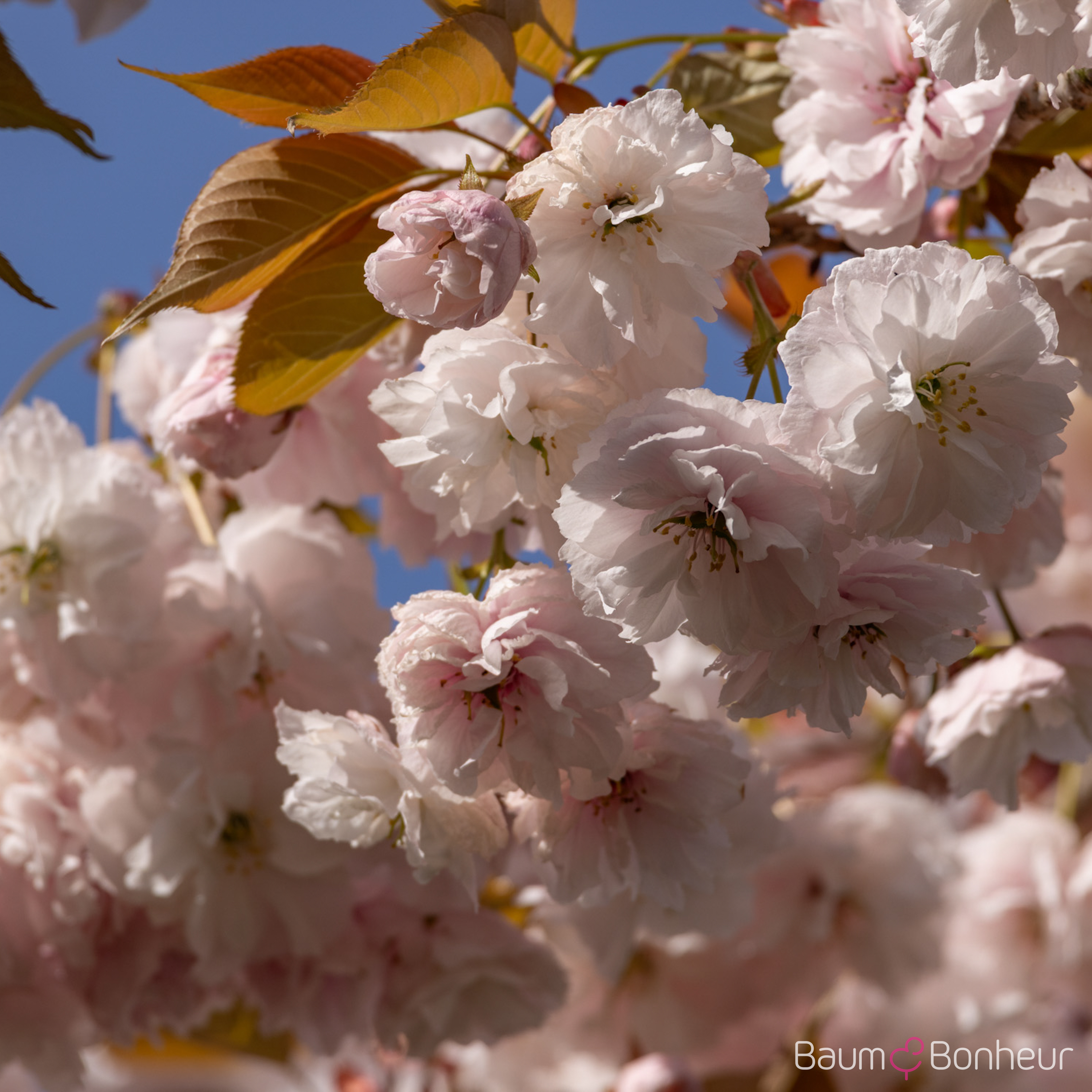 Prunus serrulata 'Shirofugen'