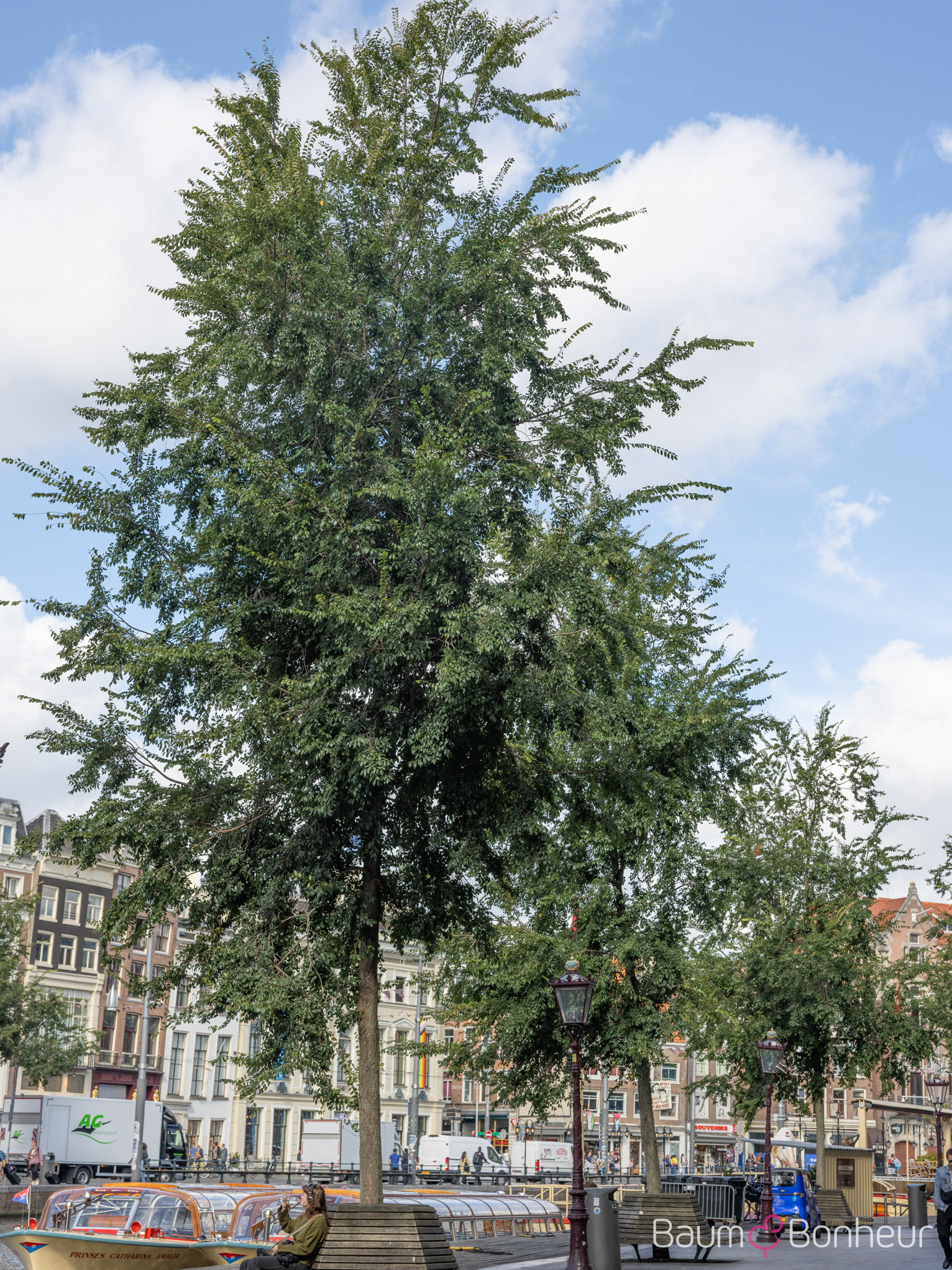 Ulmus 'Frontier'