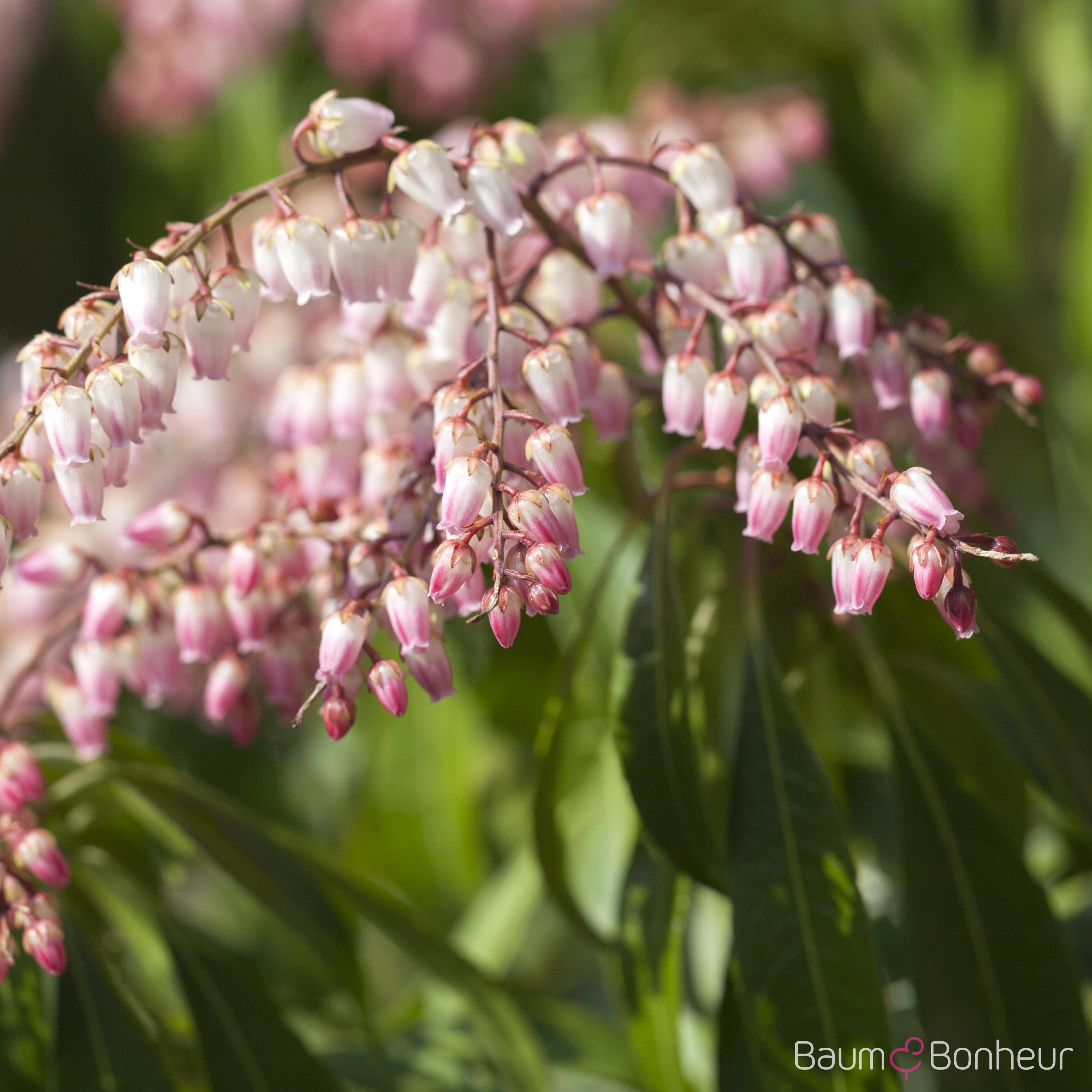 Pieris japonica
