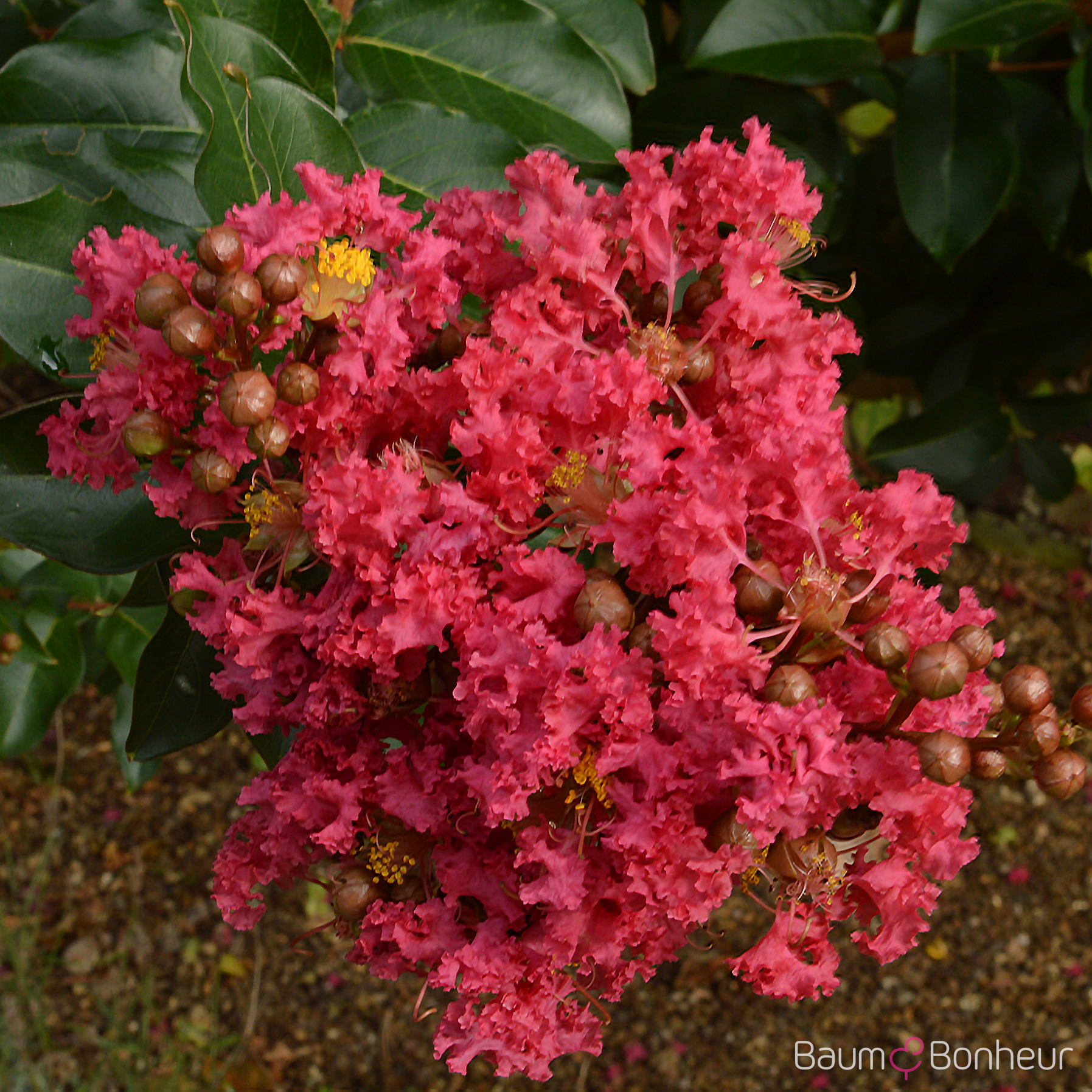 Lagerstroemia indica 'Tuscarora'