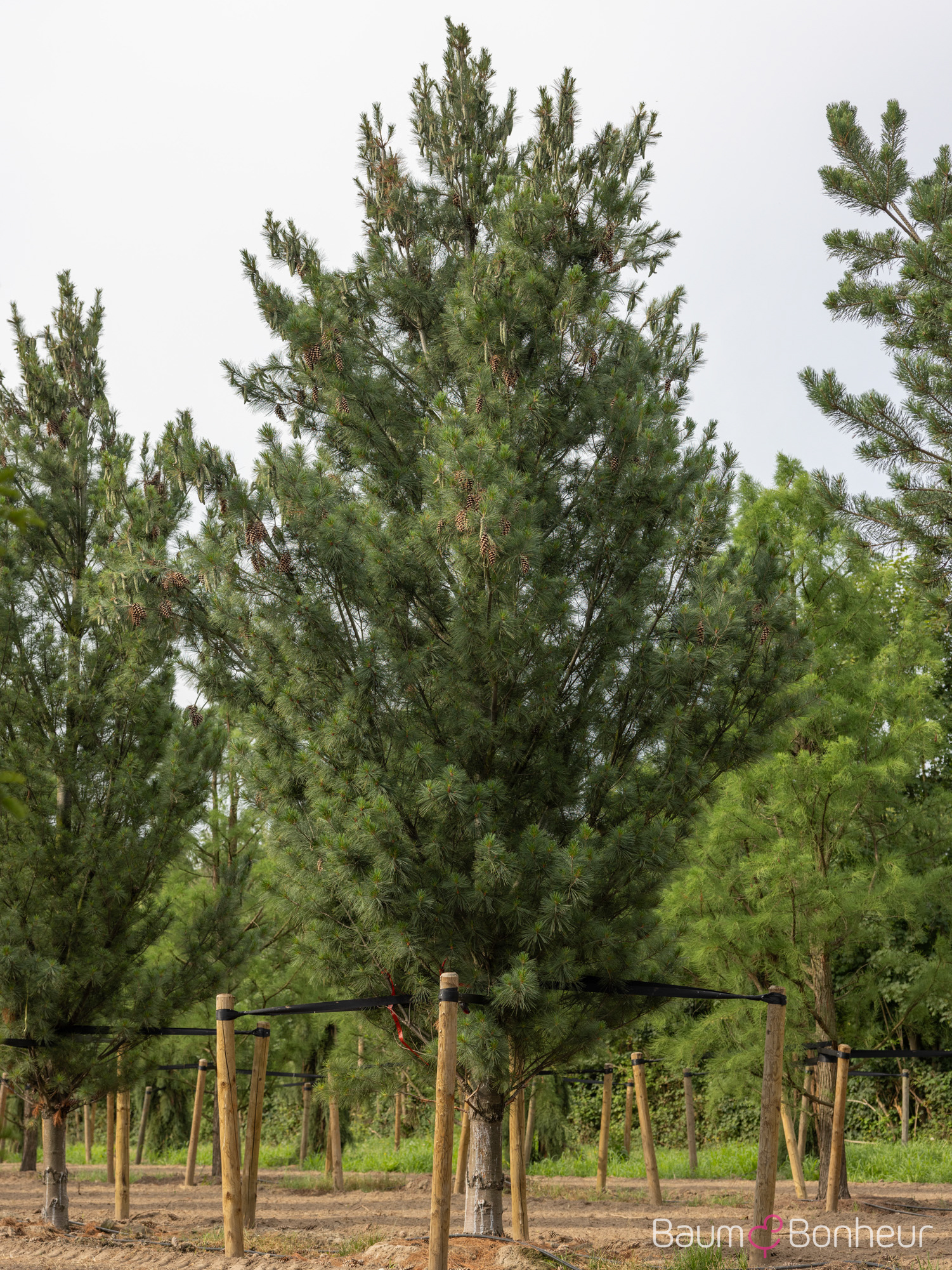 Pinus wallichiana 'Densa Hill'
