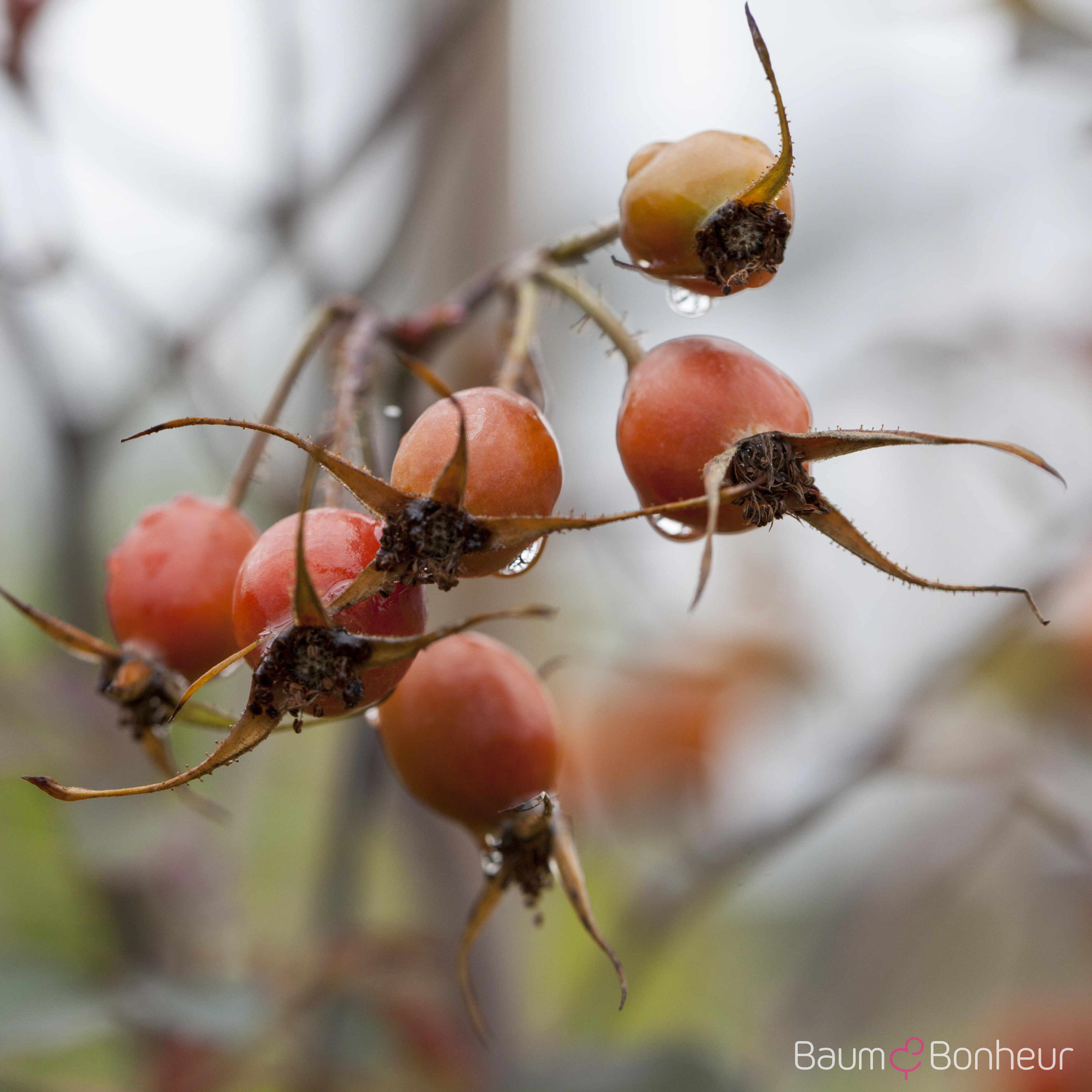 Rosa glauca