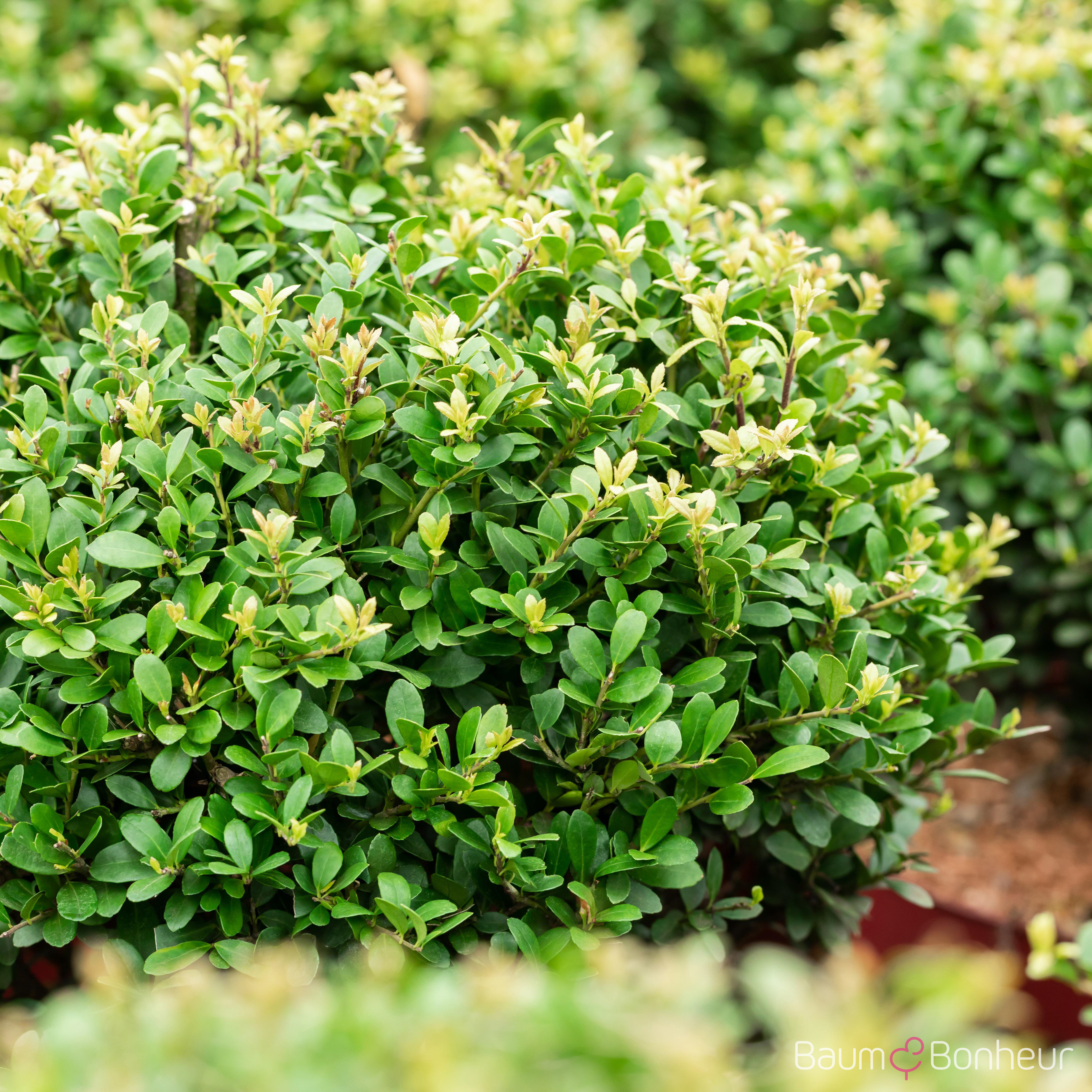 Ilex crenata 'Dark Green' -R-