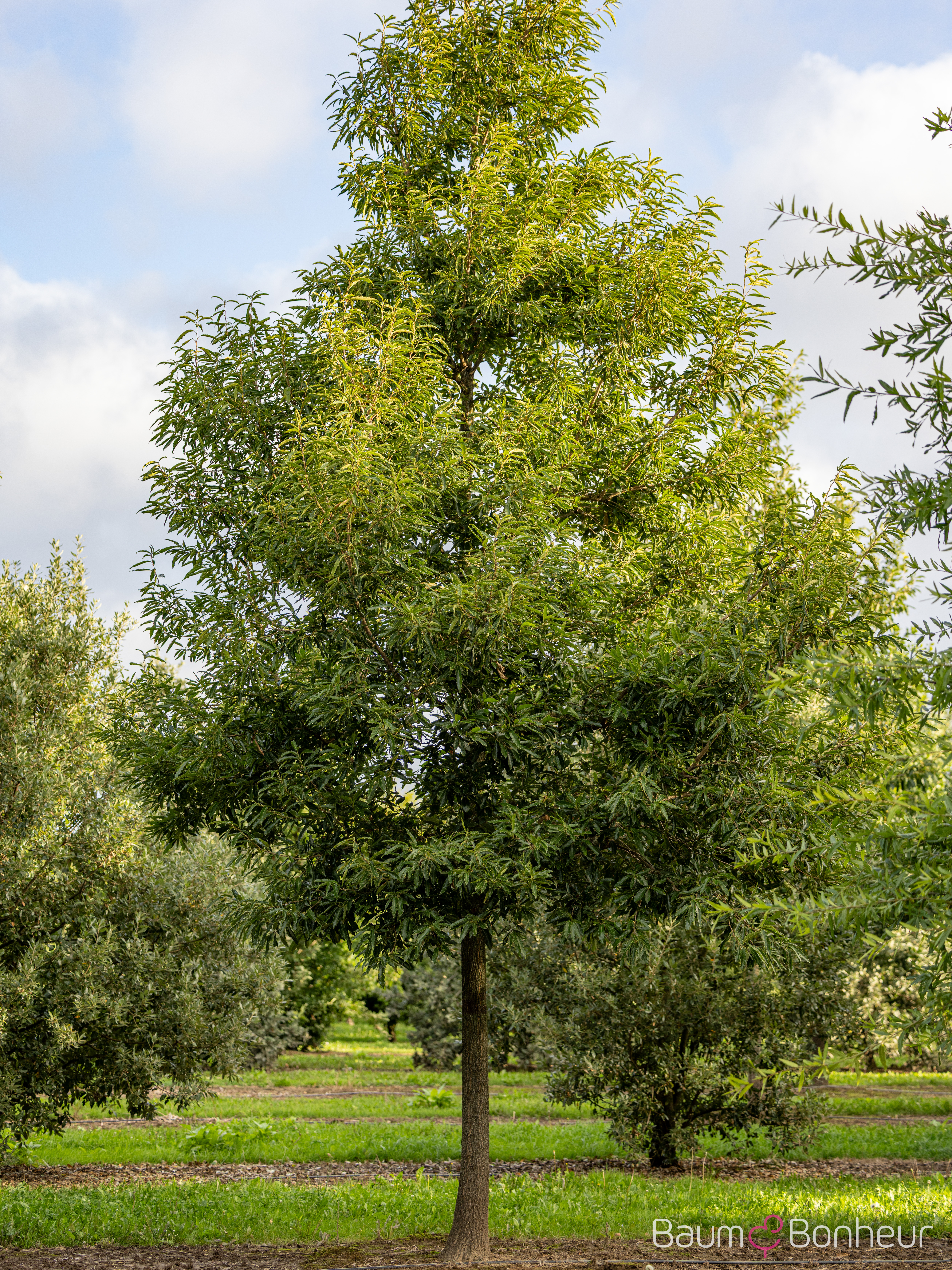 Quercus castaneifolia 'Green Spire'