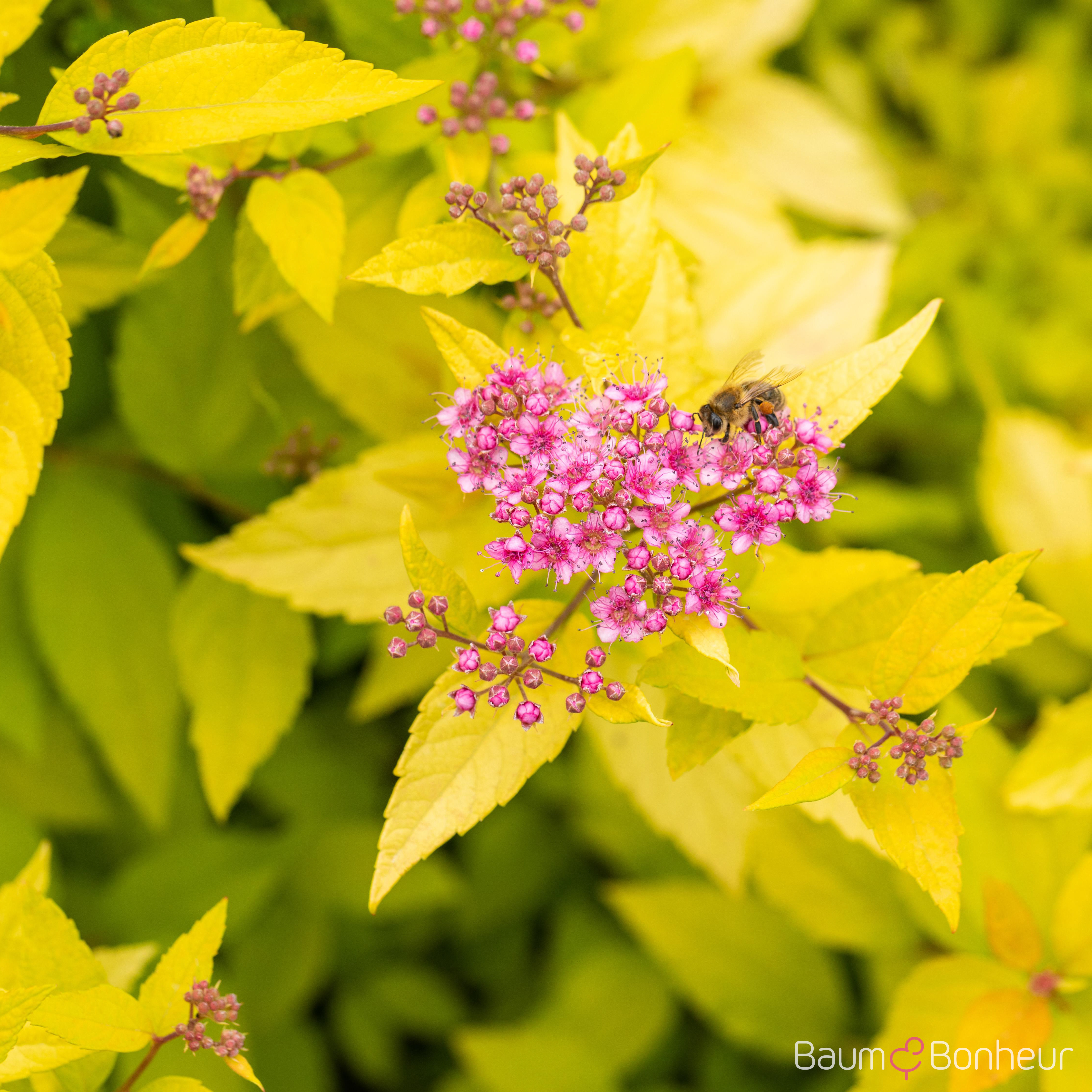 Spiraea japonica 'Golden Princess'