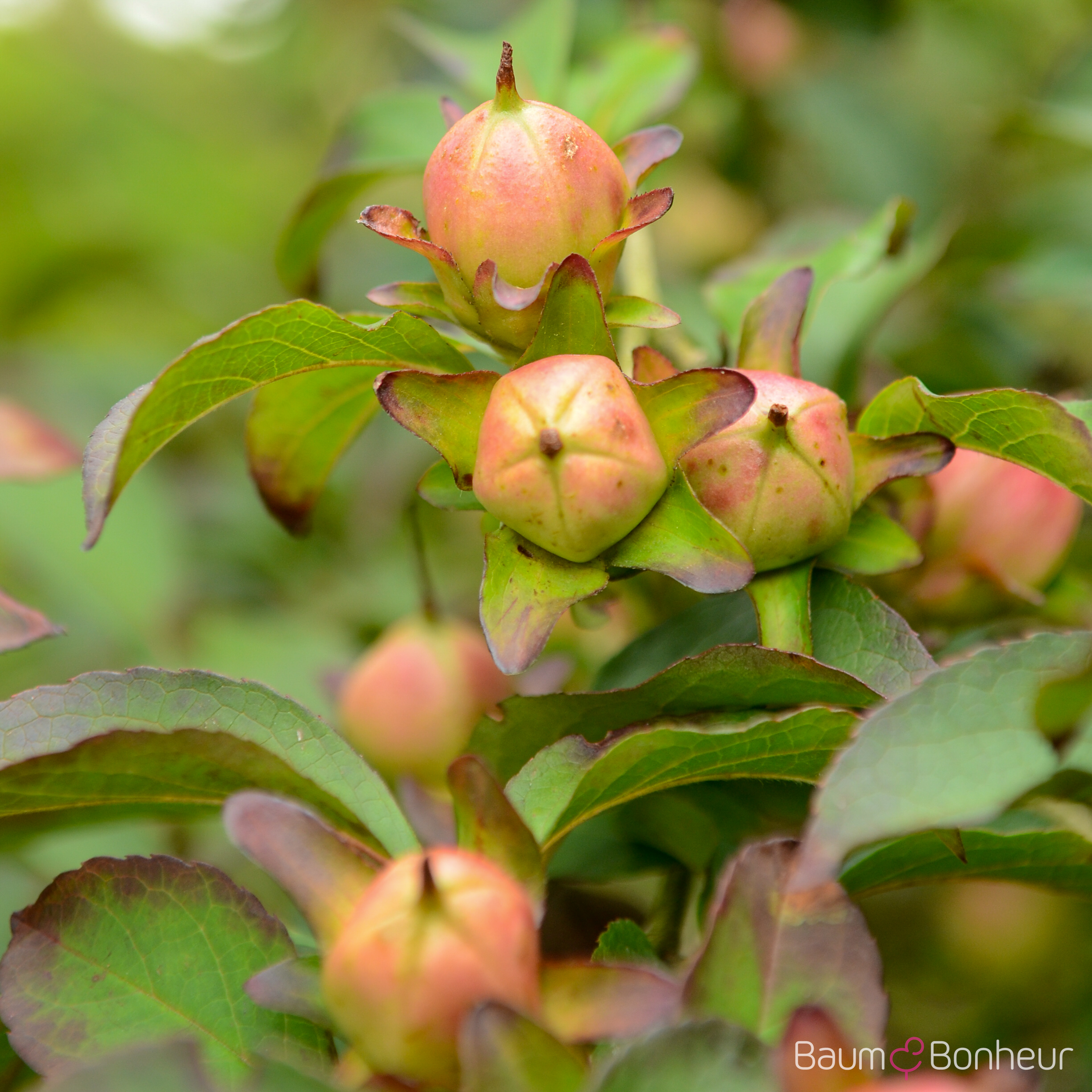 Stewartia pseudocamellia