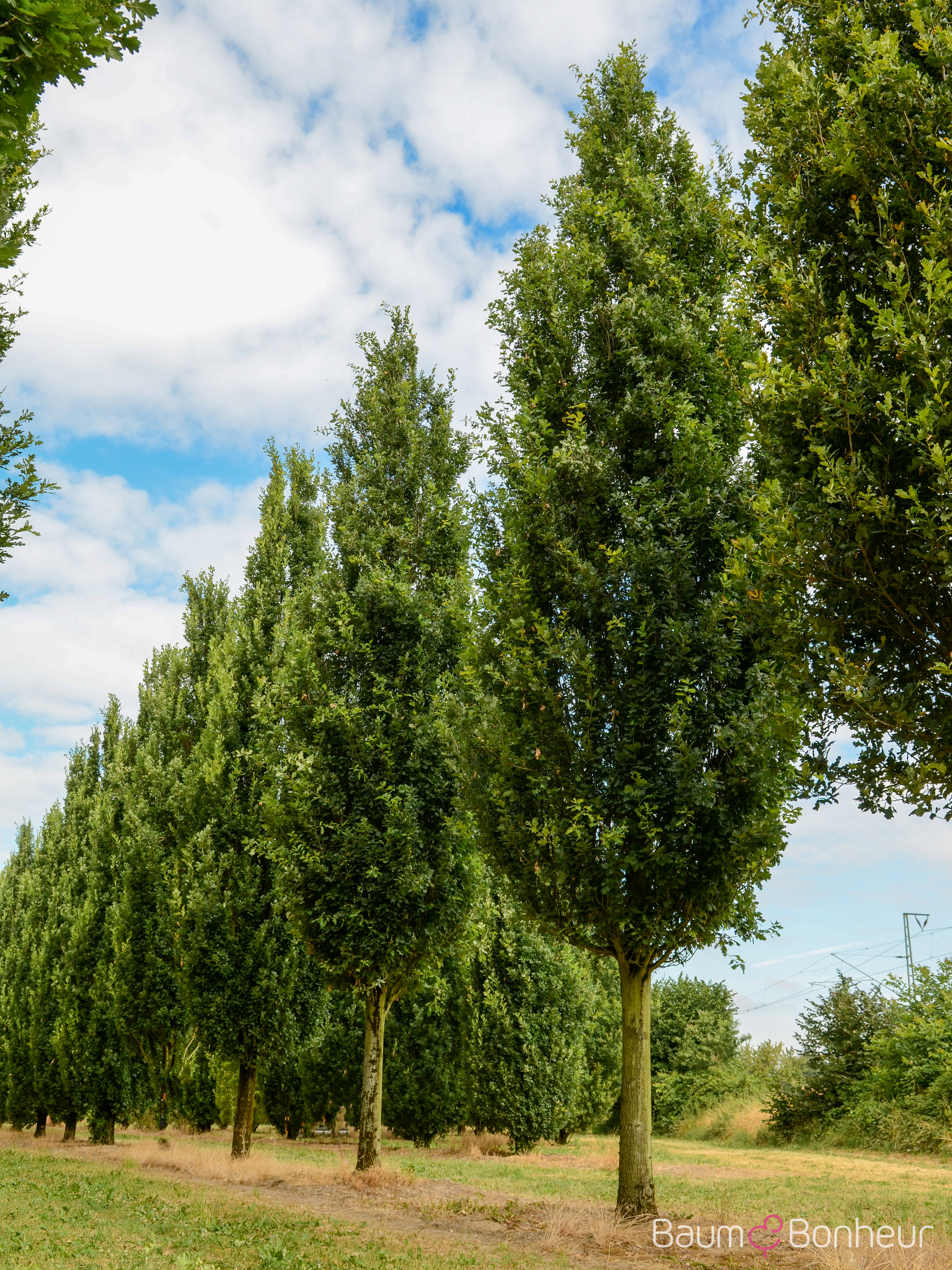 Quercus robur 'Fastigiata Koster'