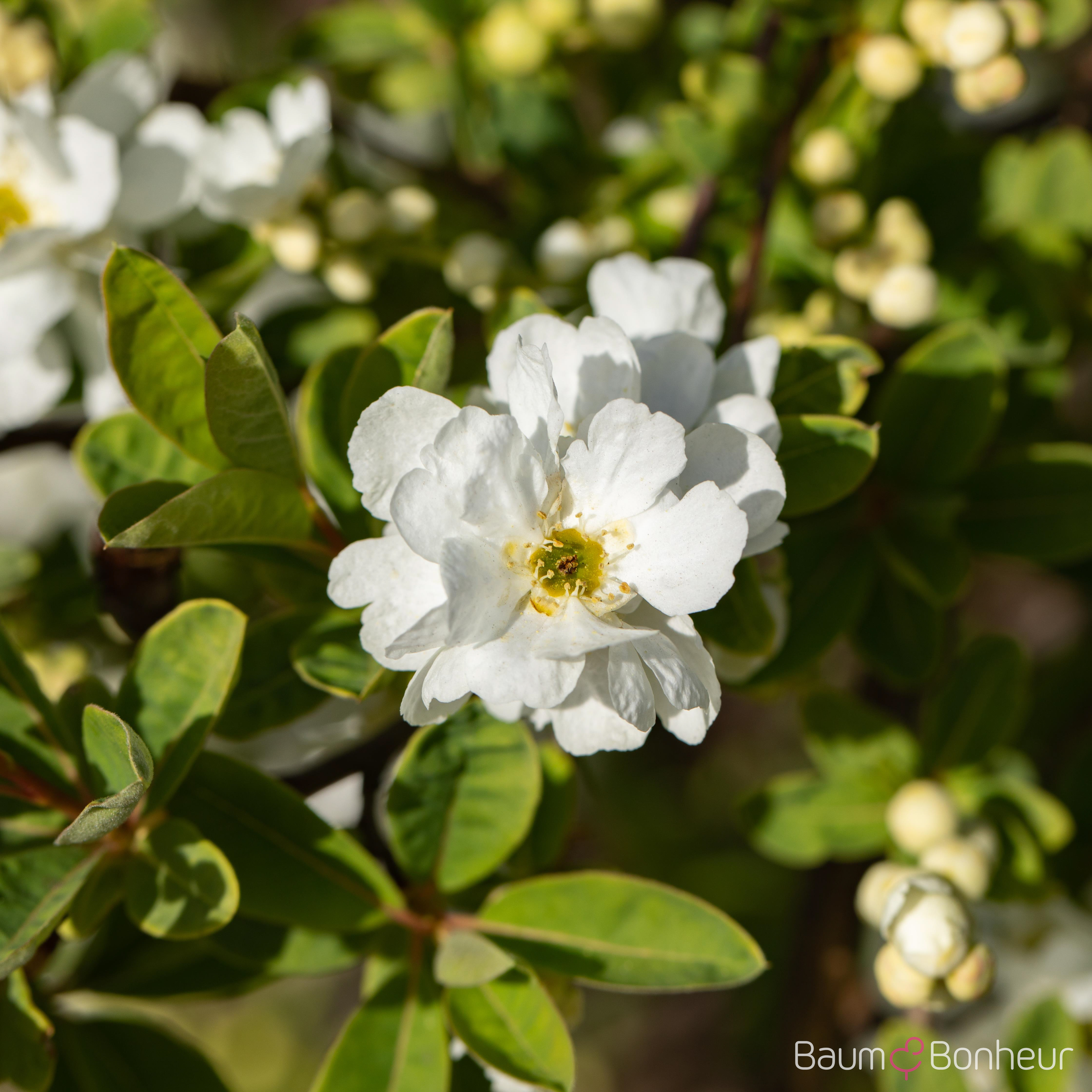 Exochorda macrantha 'The Bride'