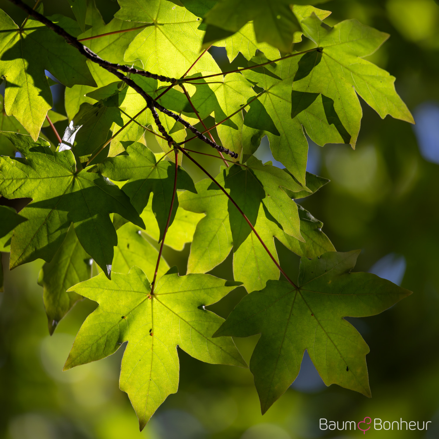 Acer x zoeschense 'Annae'