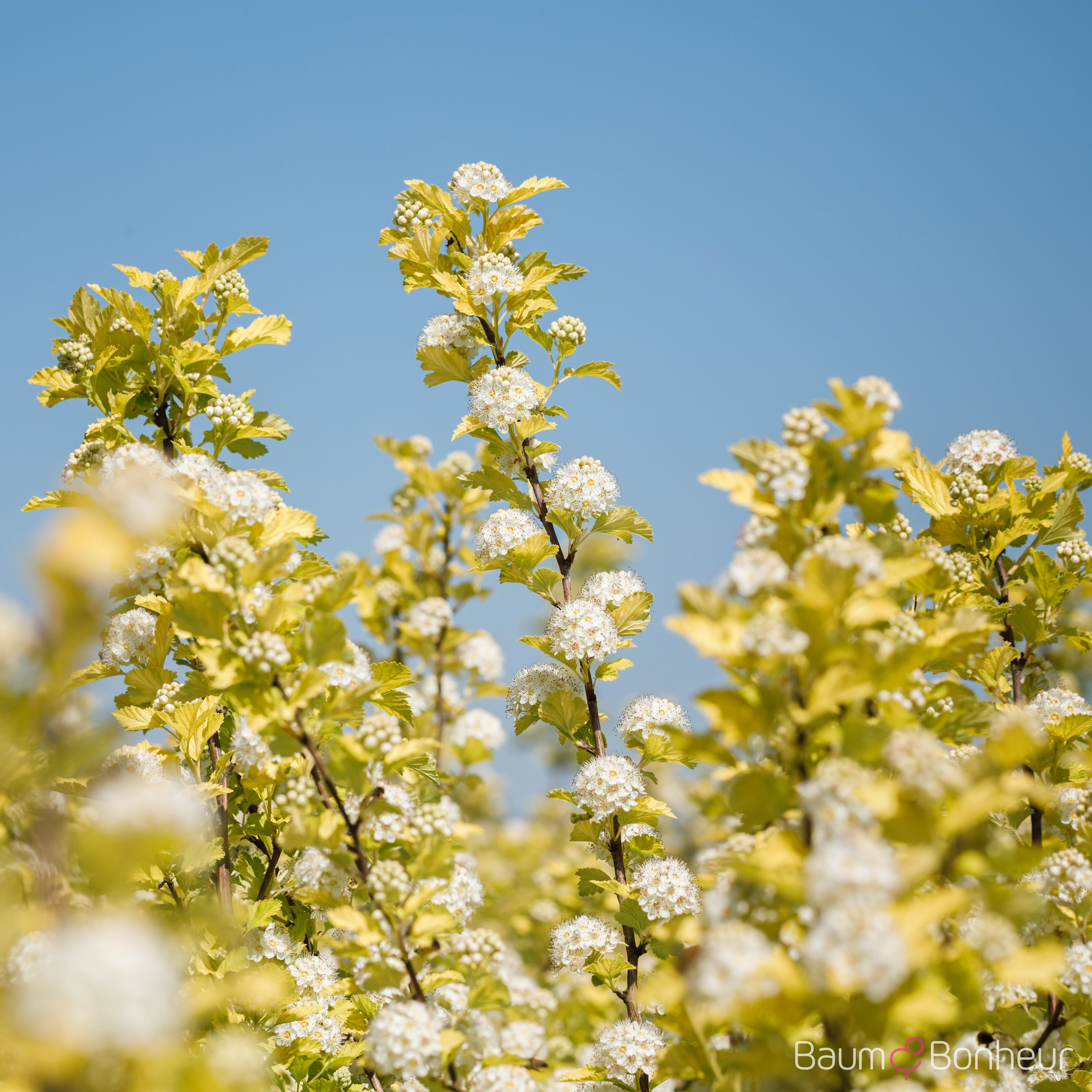 Physocarpus opulifolius 'Dart's Gold'