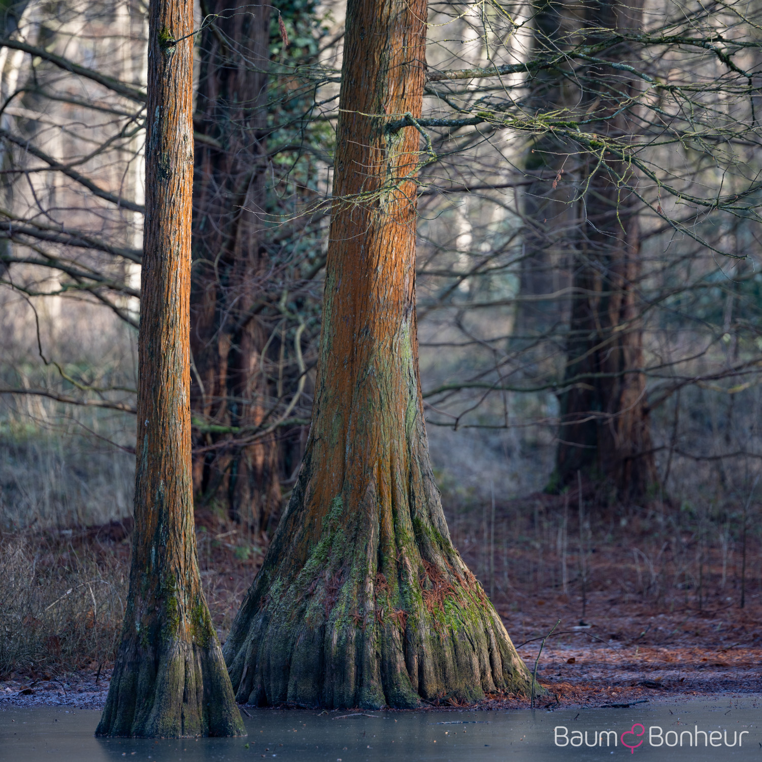 Taxodium distichum