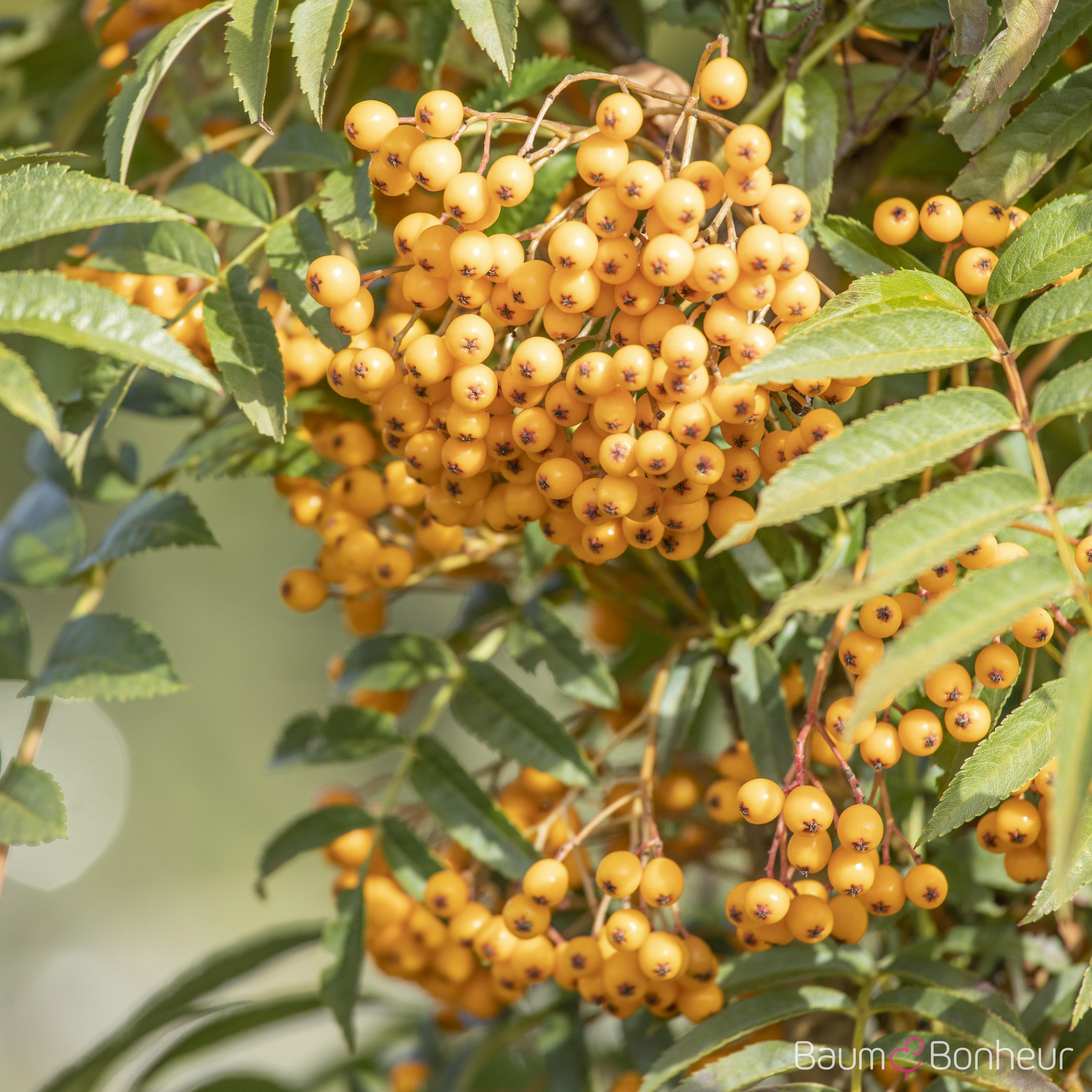 Sorbus aucuparia 'Autumn Spire' -R-
