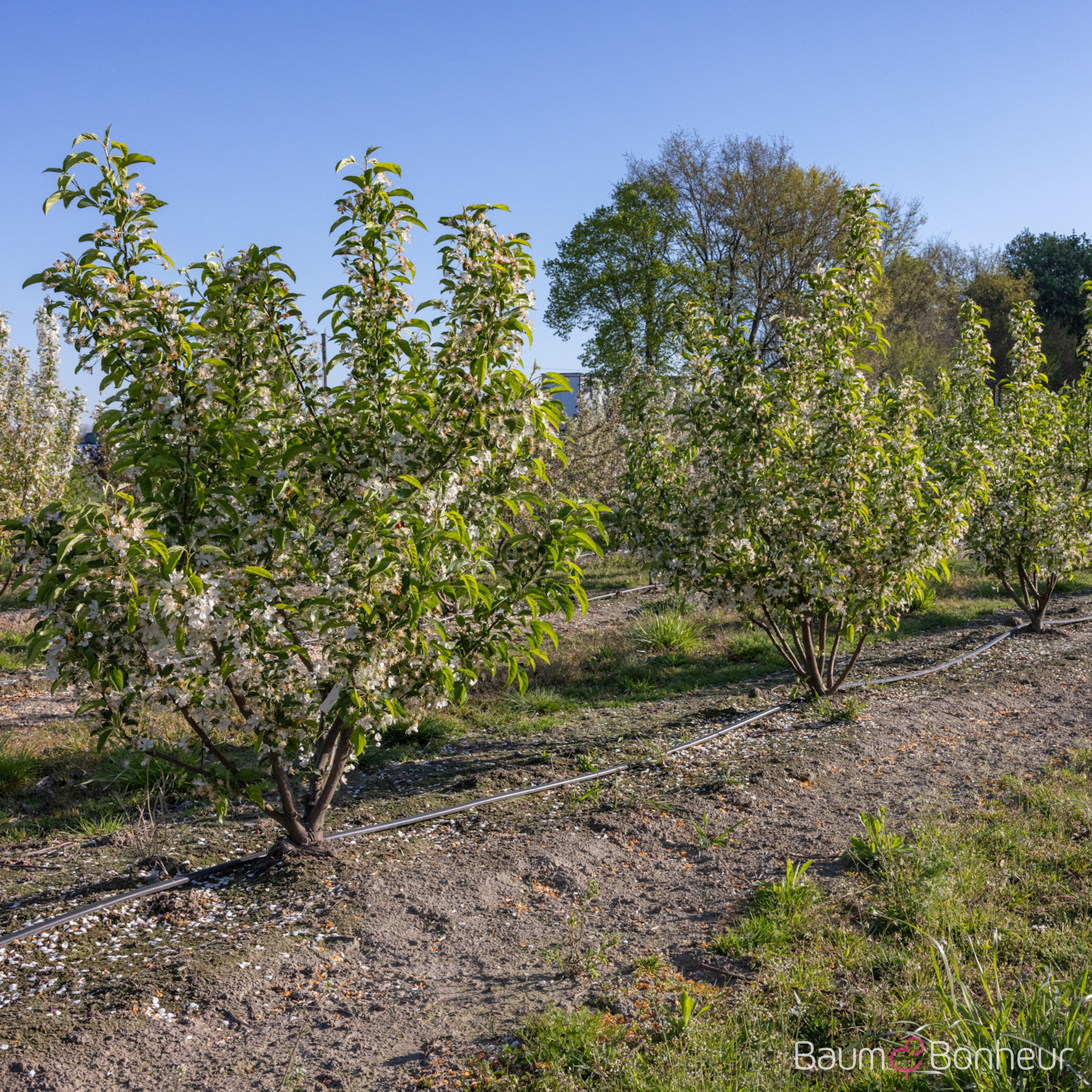 Malus 'Red Juvel'