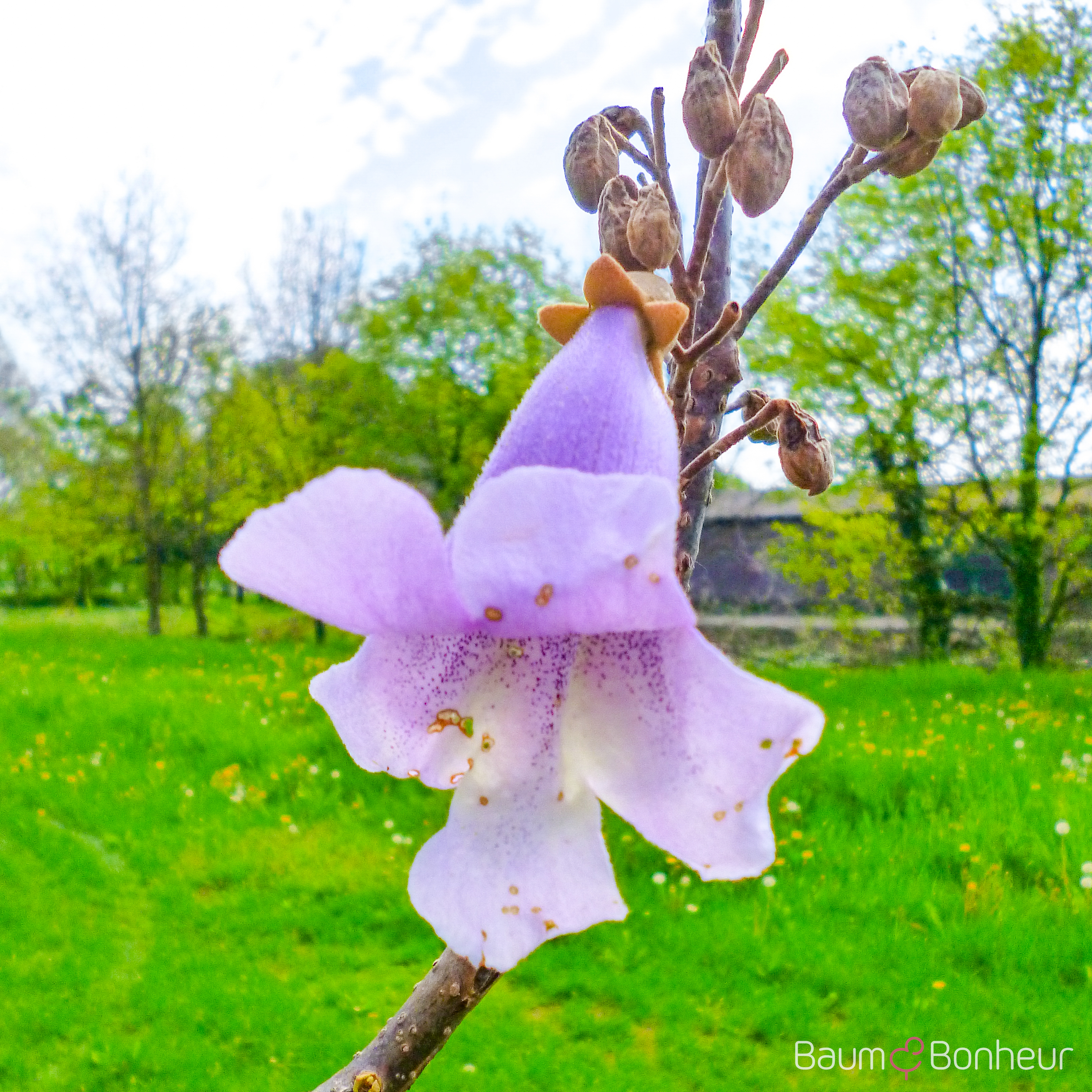 Paulownia fortunei 'Fast Blue' -R-