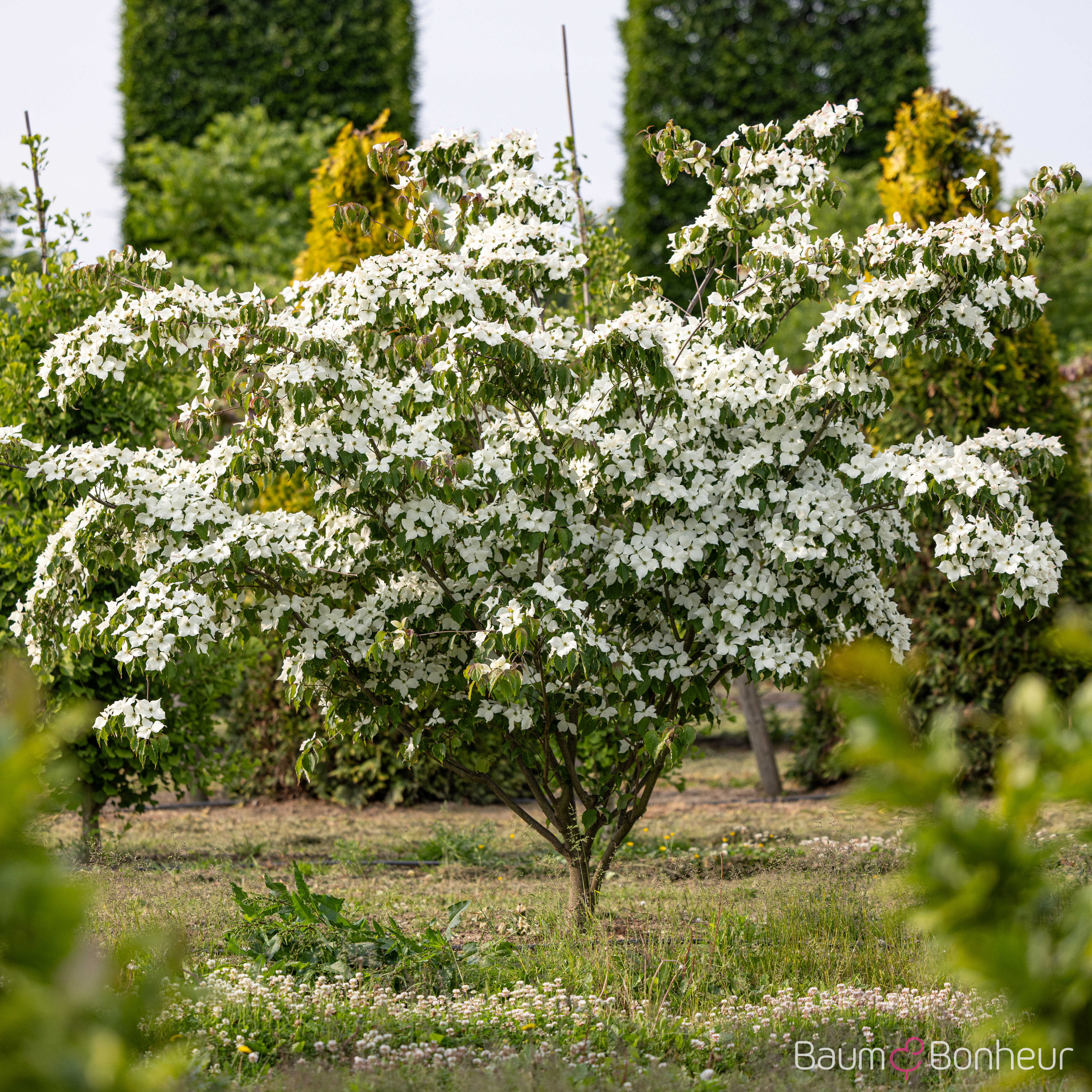 Cornus kousa var. chinensis