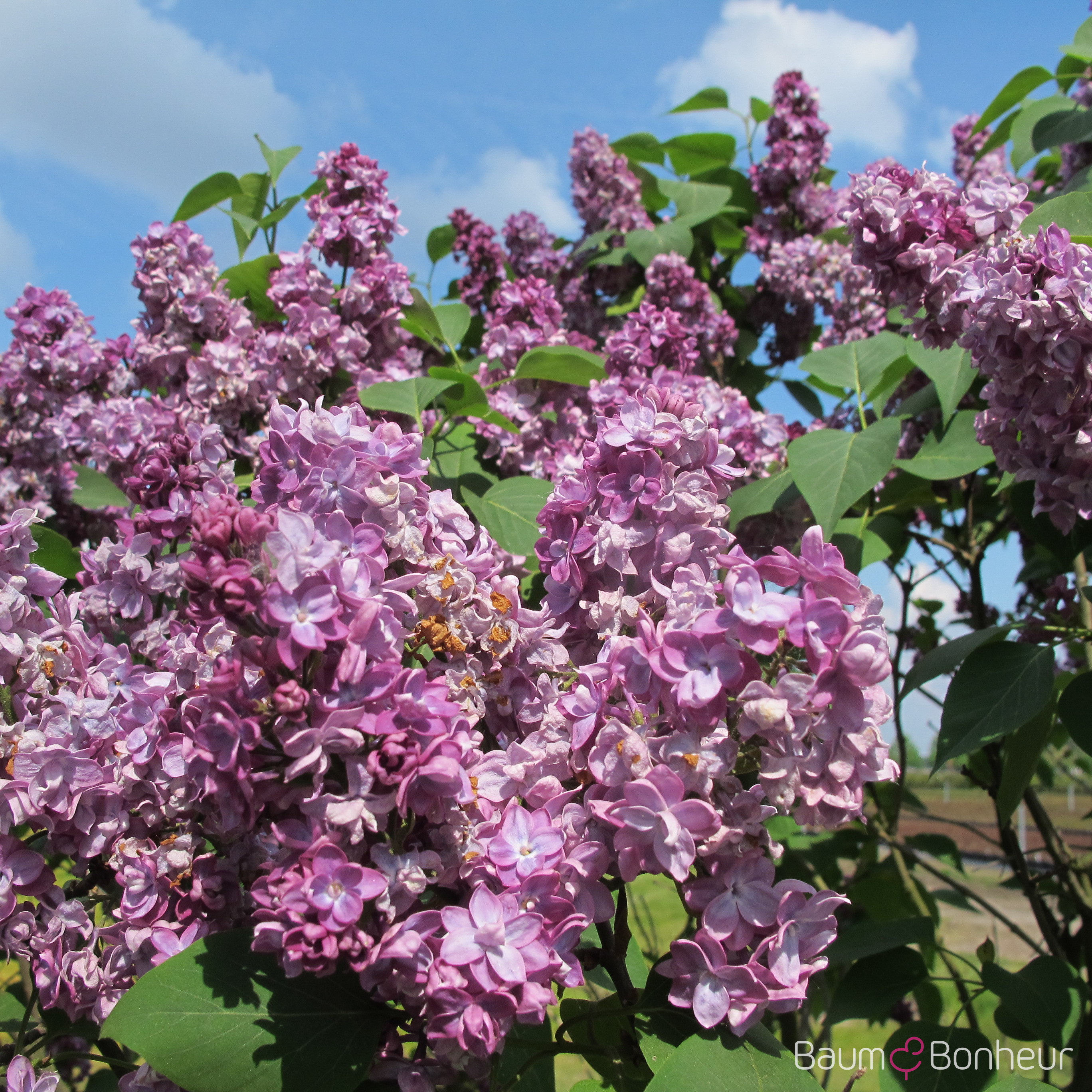 Syringa vulgaris 'Président Poincaré'