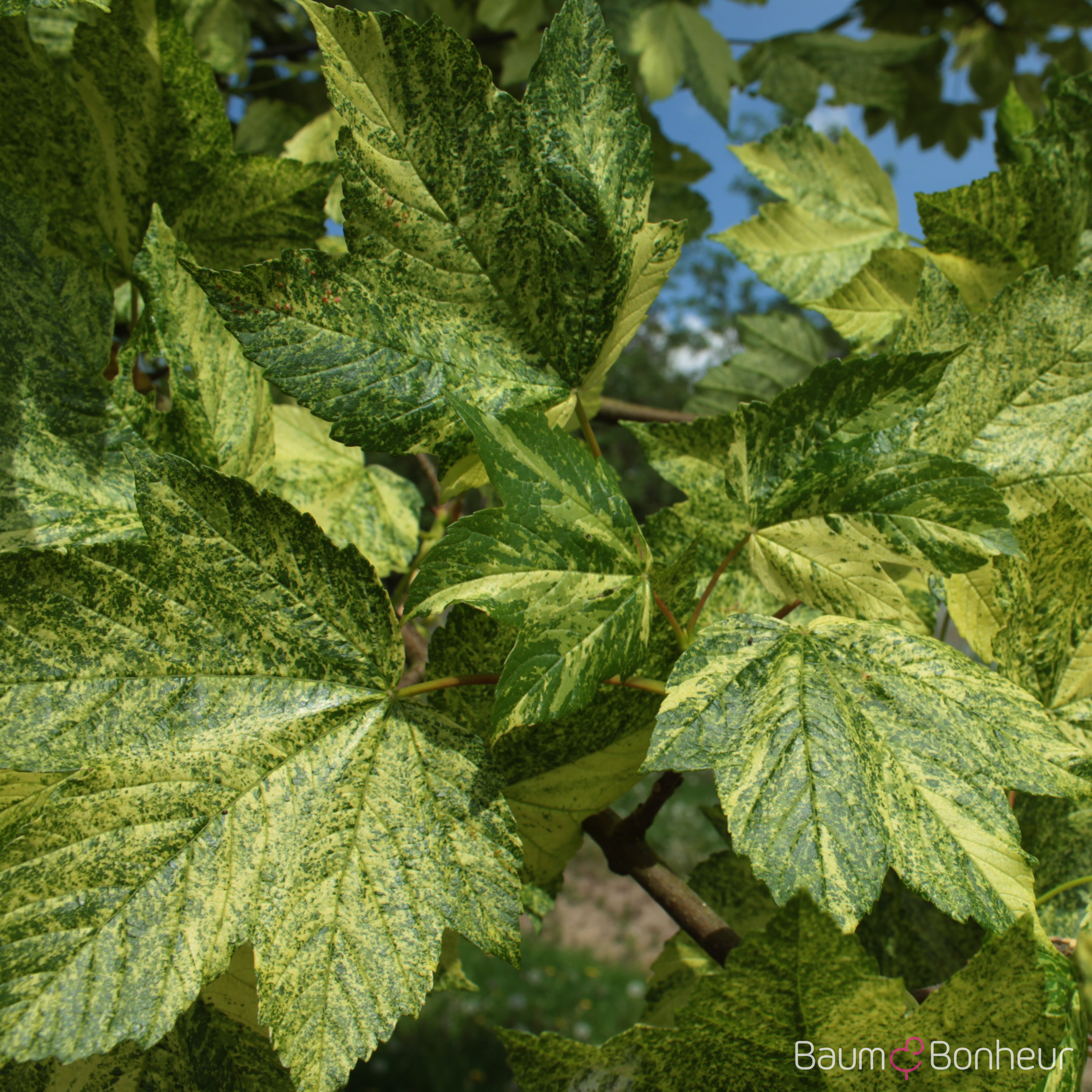 Acer pseudoplatanus 'Leopoldii'