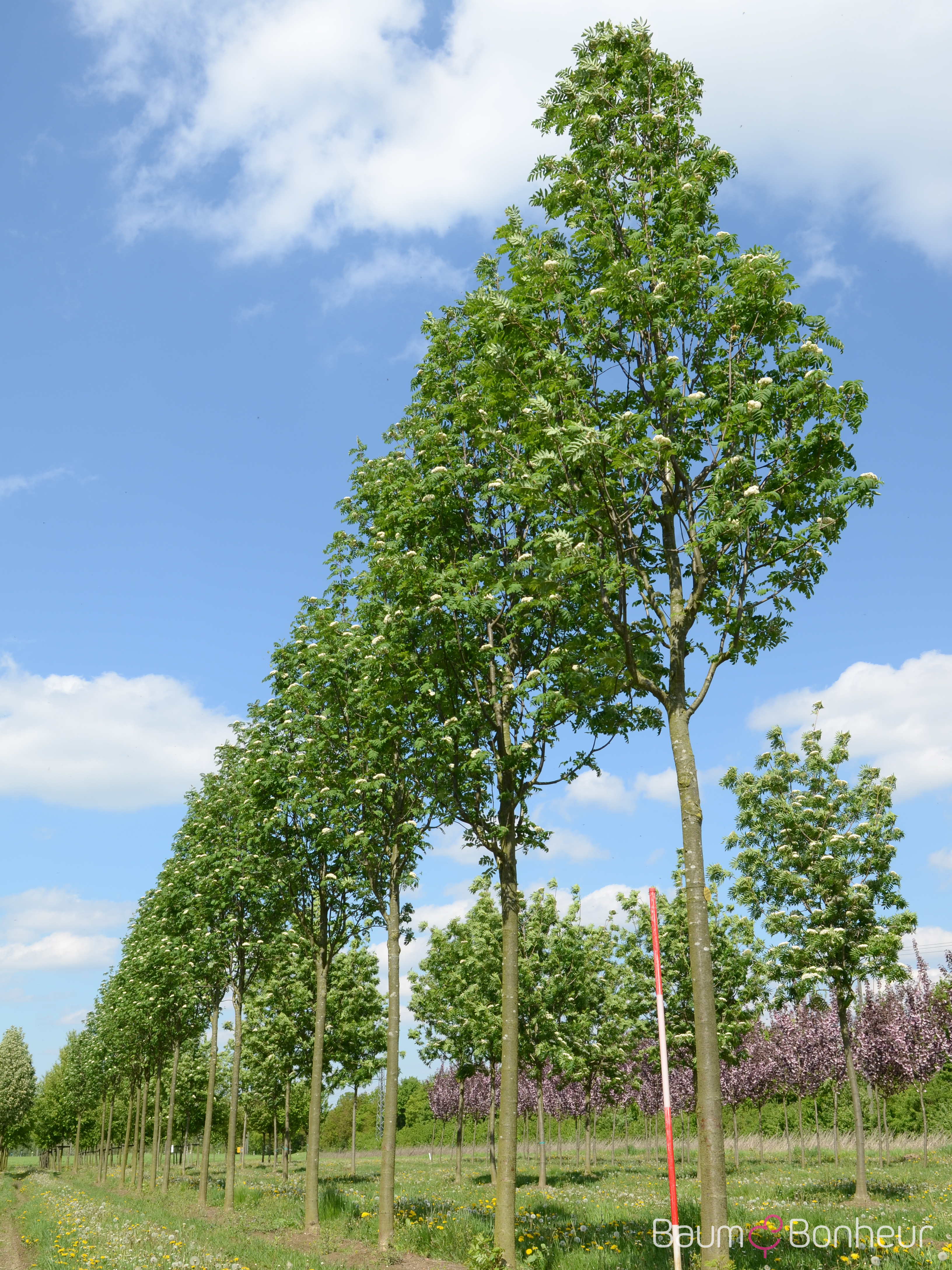 Sorbus aucuparia 'Sheerwater Seedling'