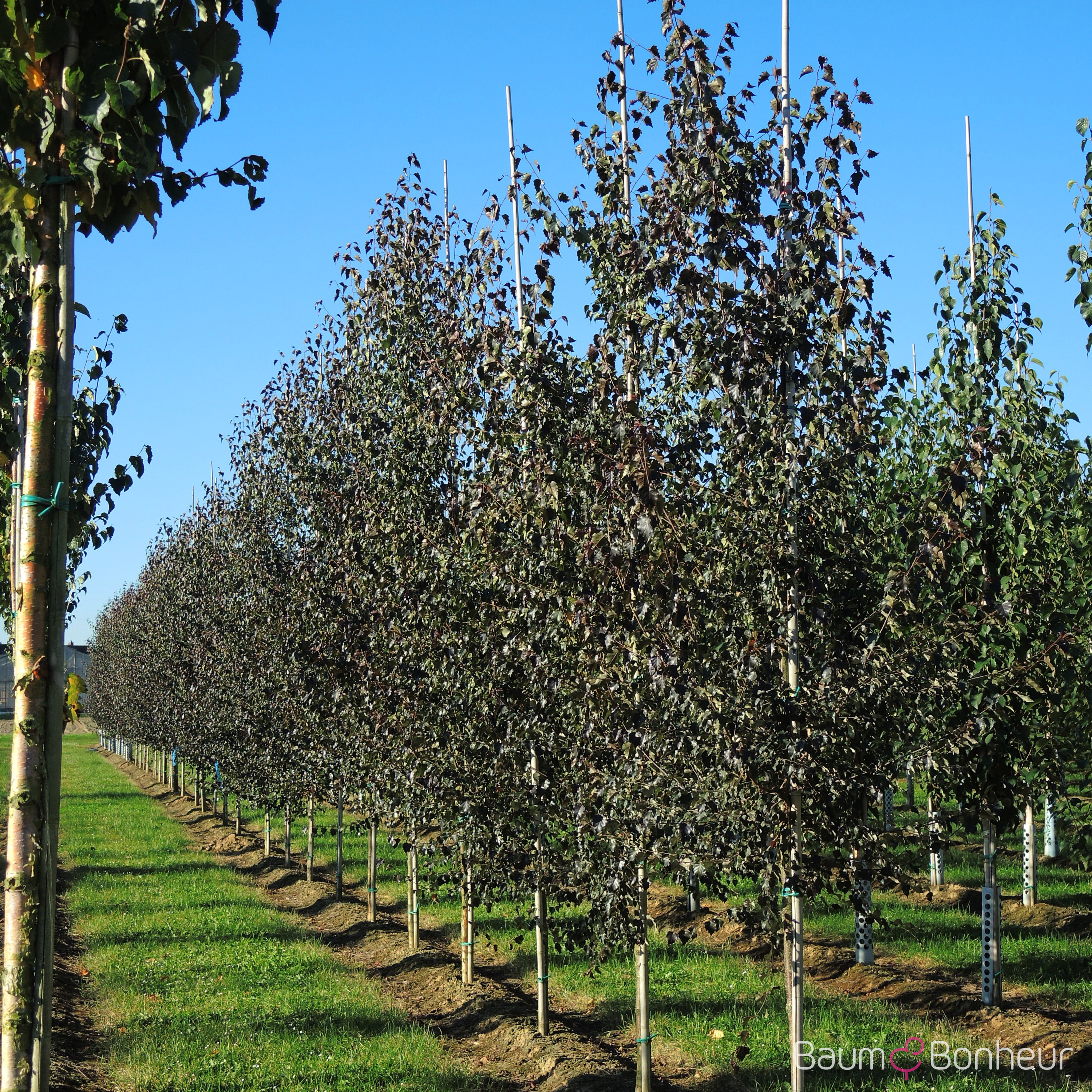 Betula pendula 'Royal Frost'