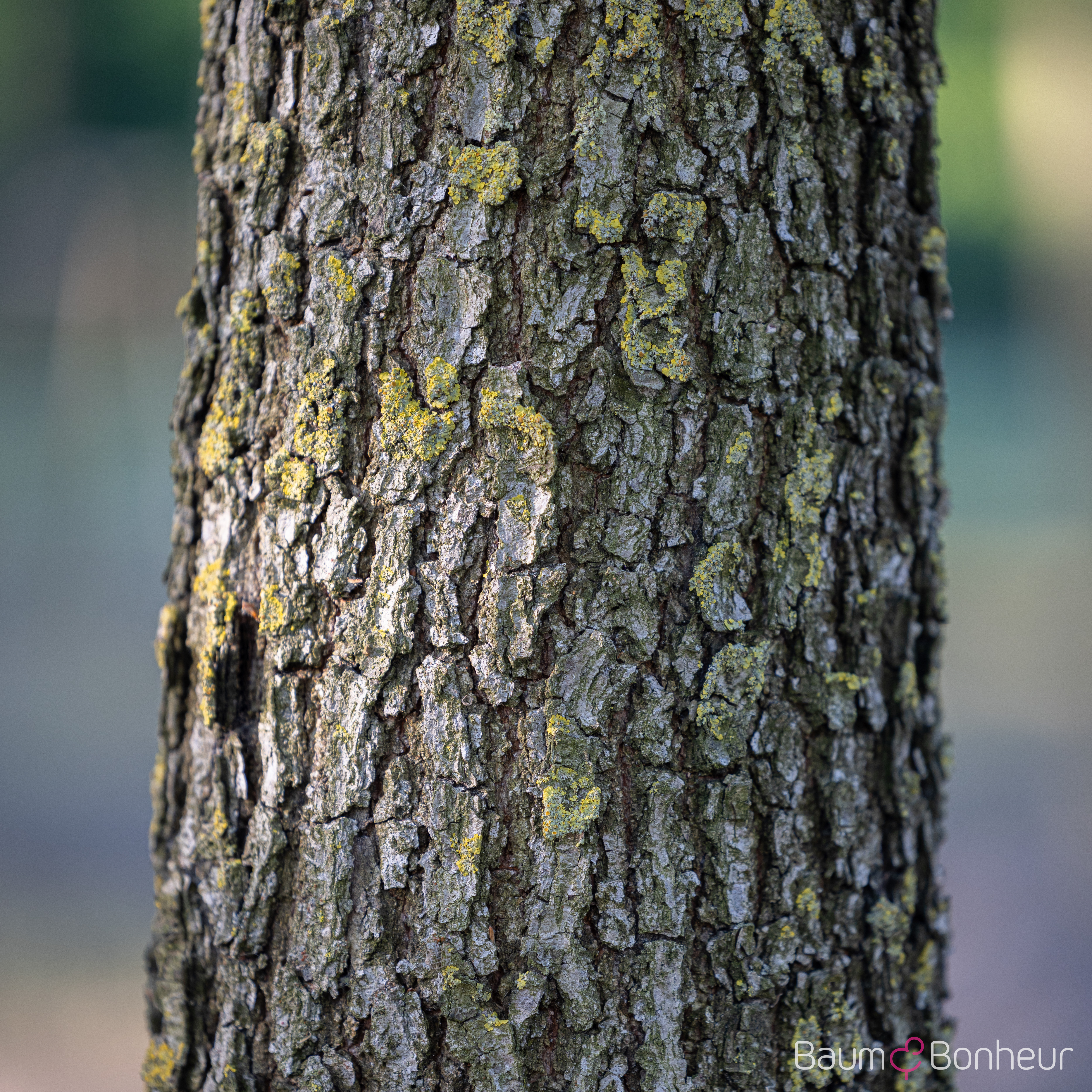 Quercus pubescens