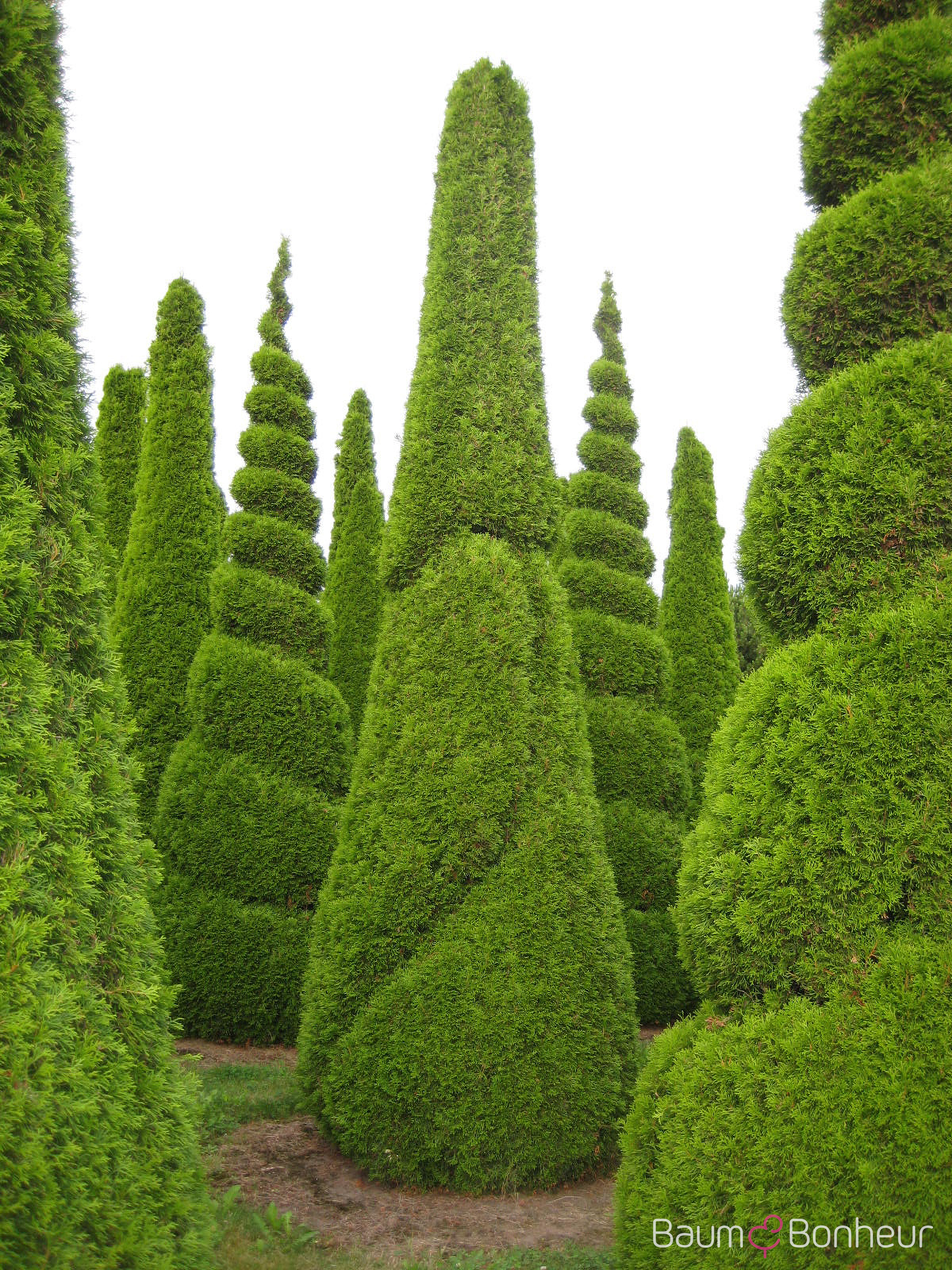 Thuja occidentalis 'Smaragd'