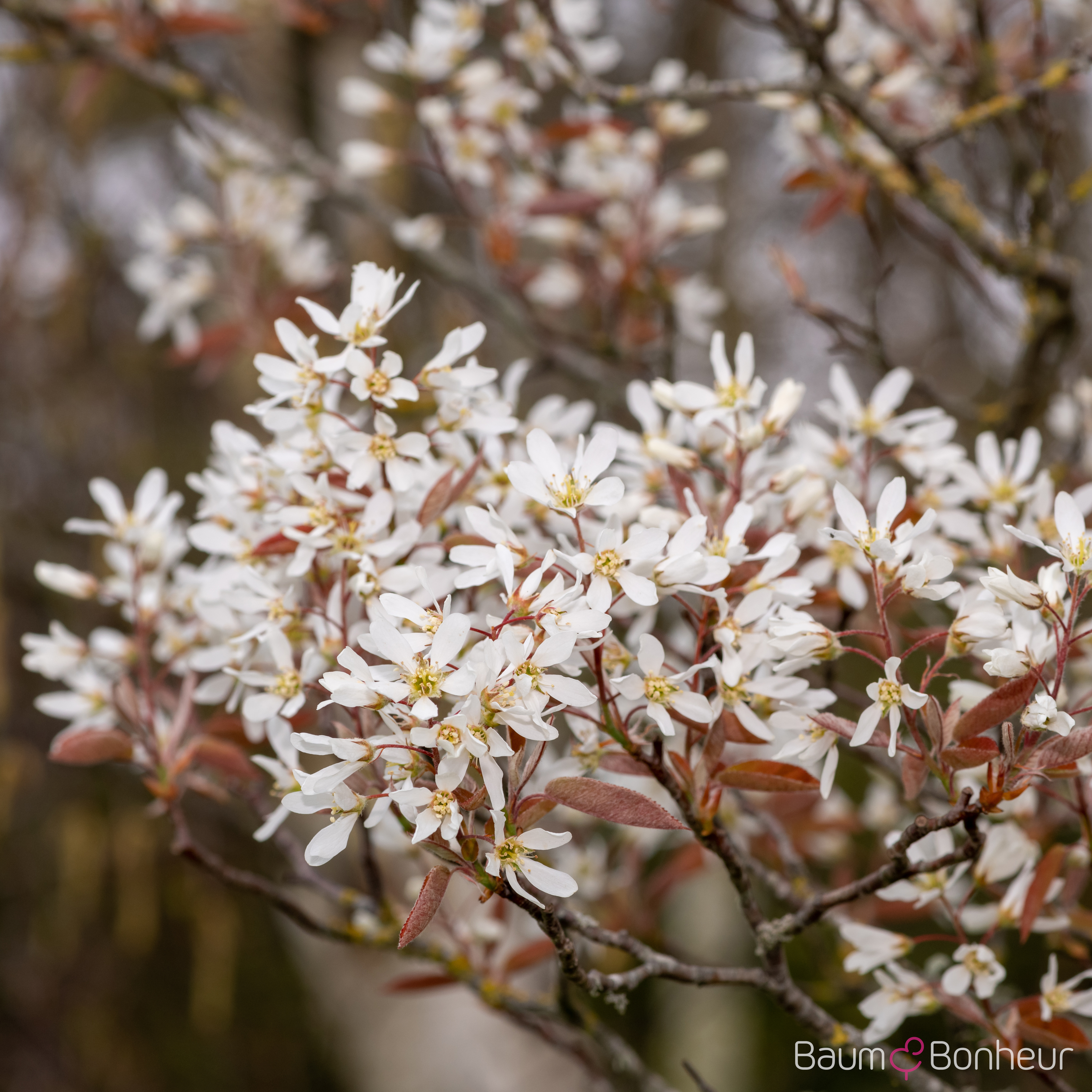 Amelanchier laevis 'Snowflake'