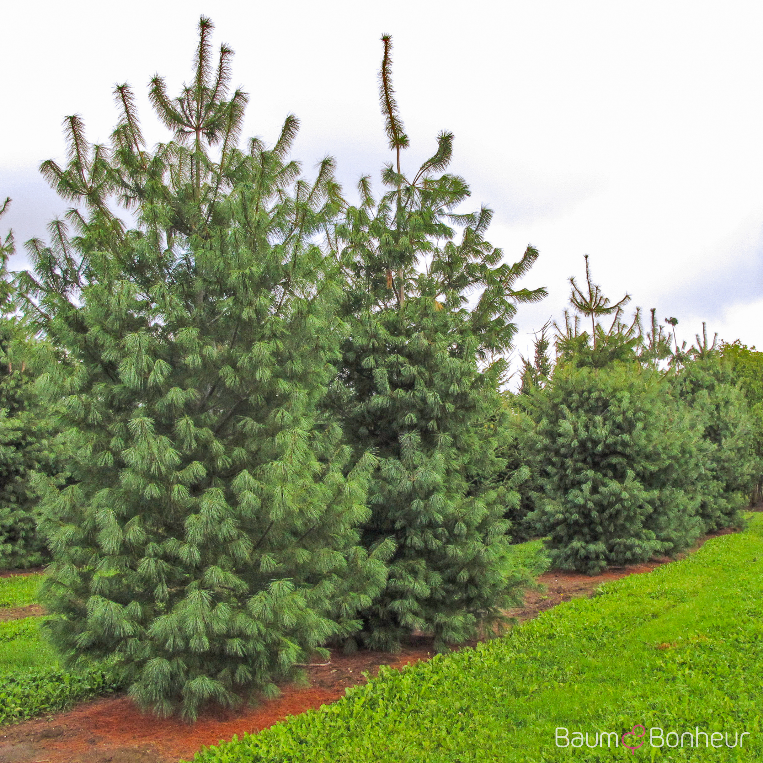 Pinus strobus