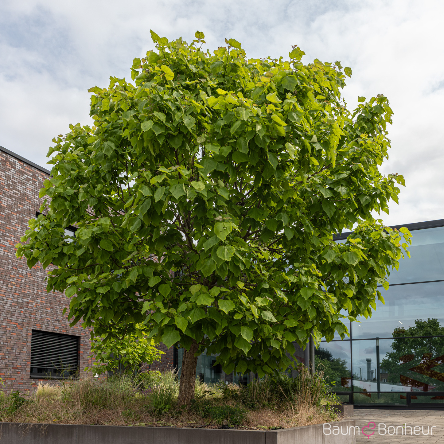 Catalpa bignonioides