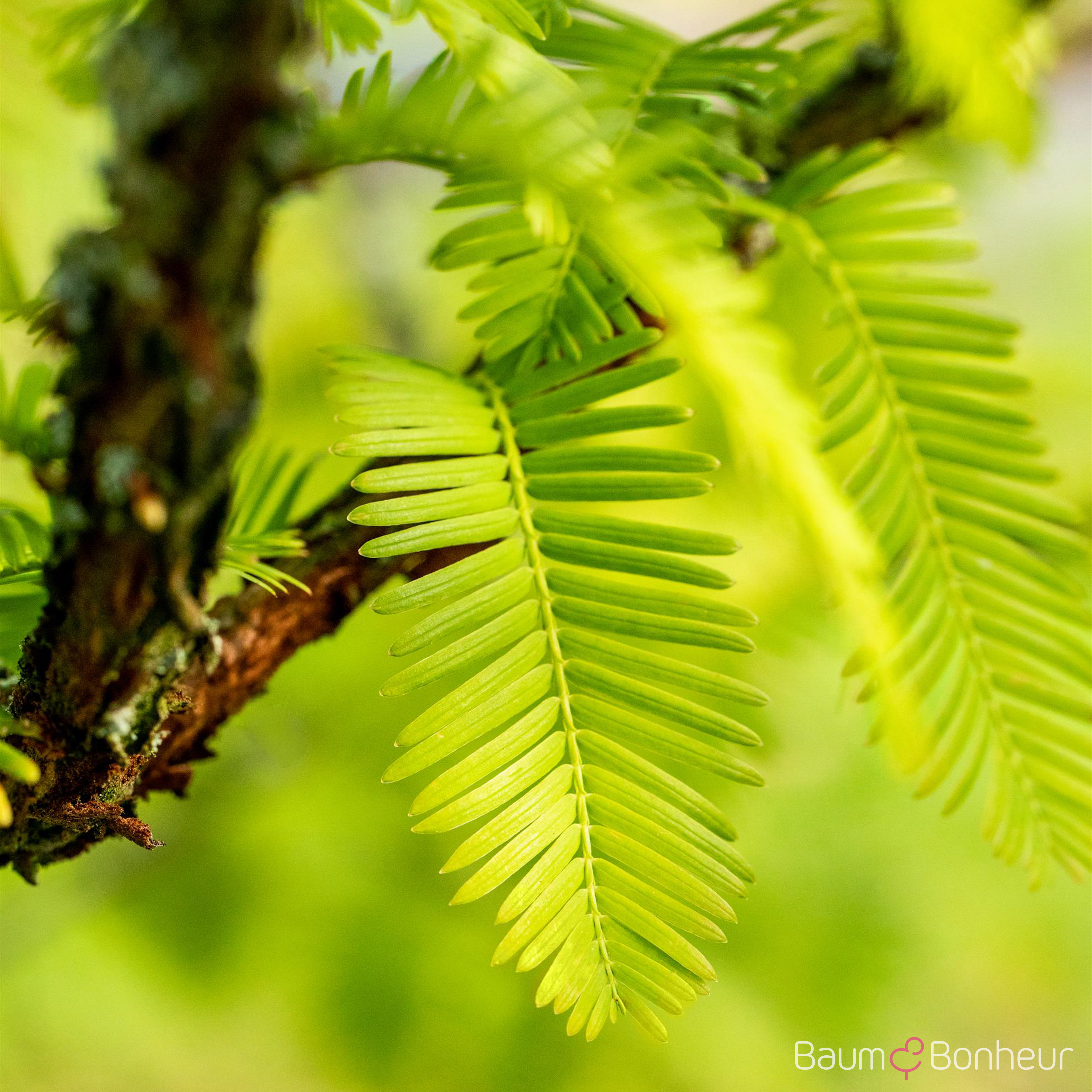 Metasequoia glyptostroboides