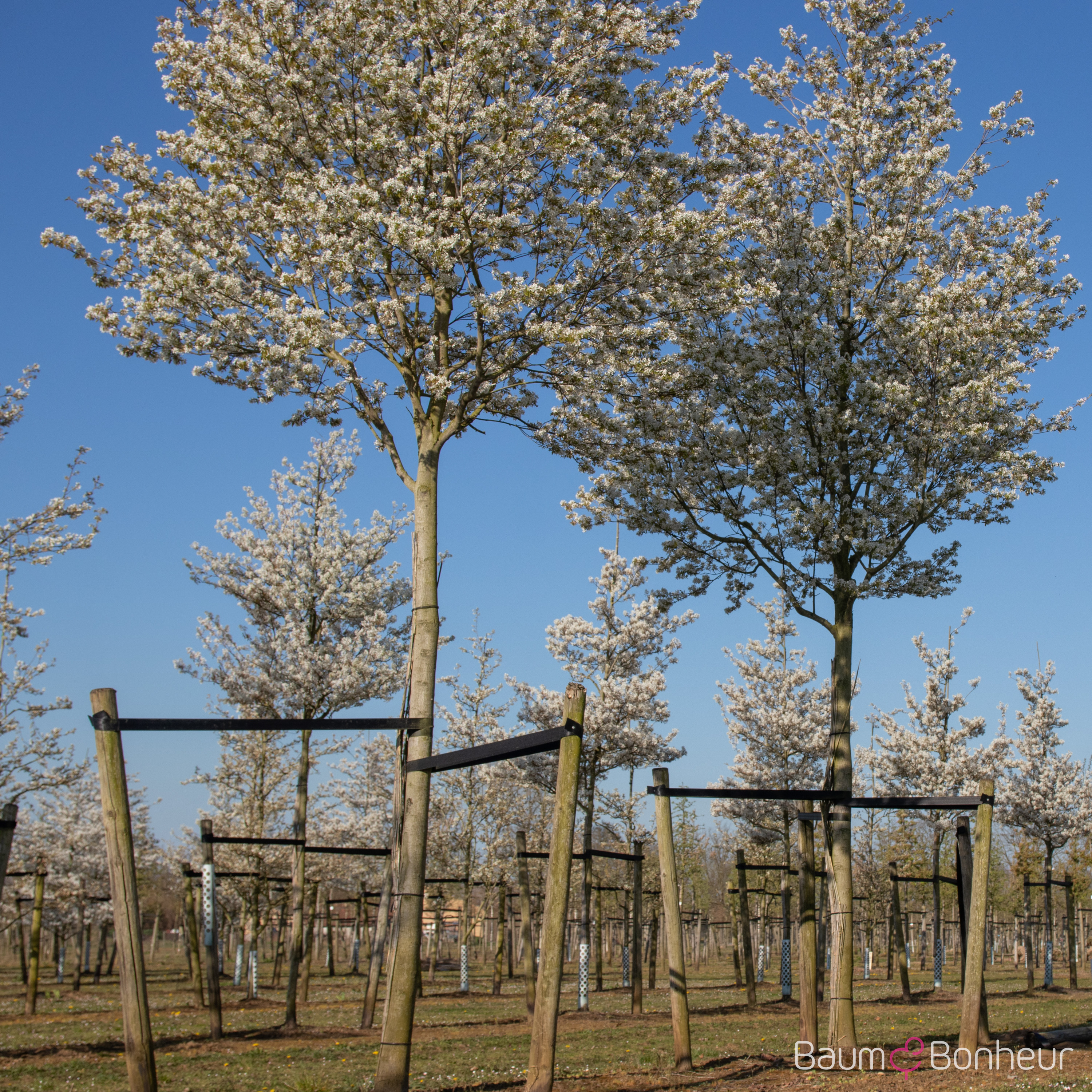 Amelanchier arborea 'Robin Hill'