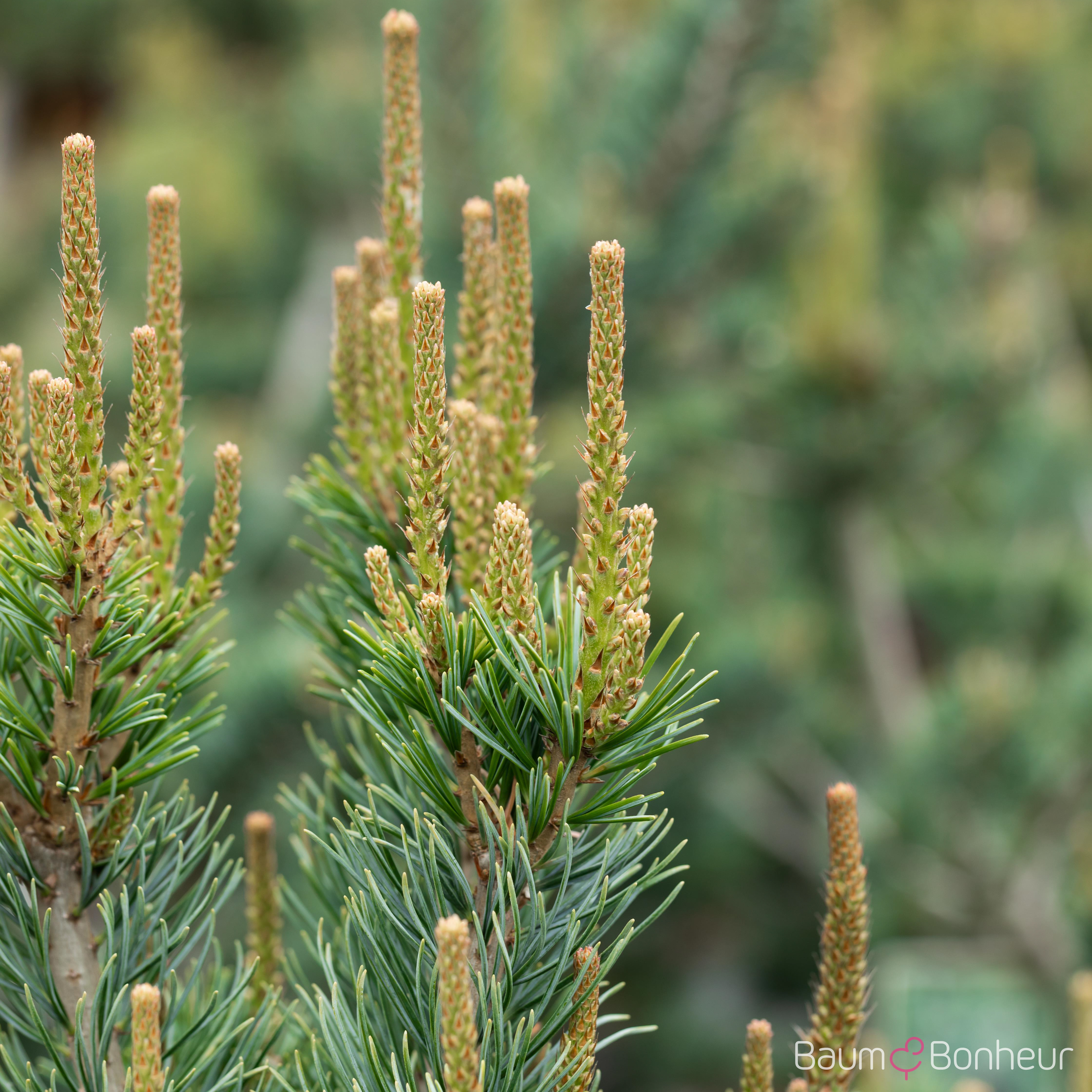 Pinus parviflora 'Glauca'