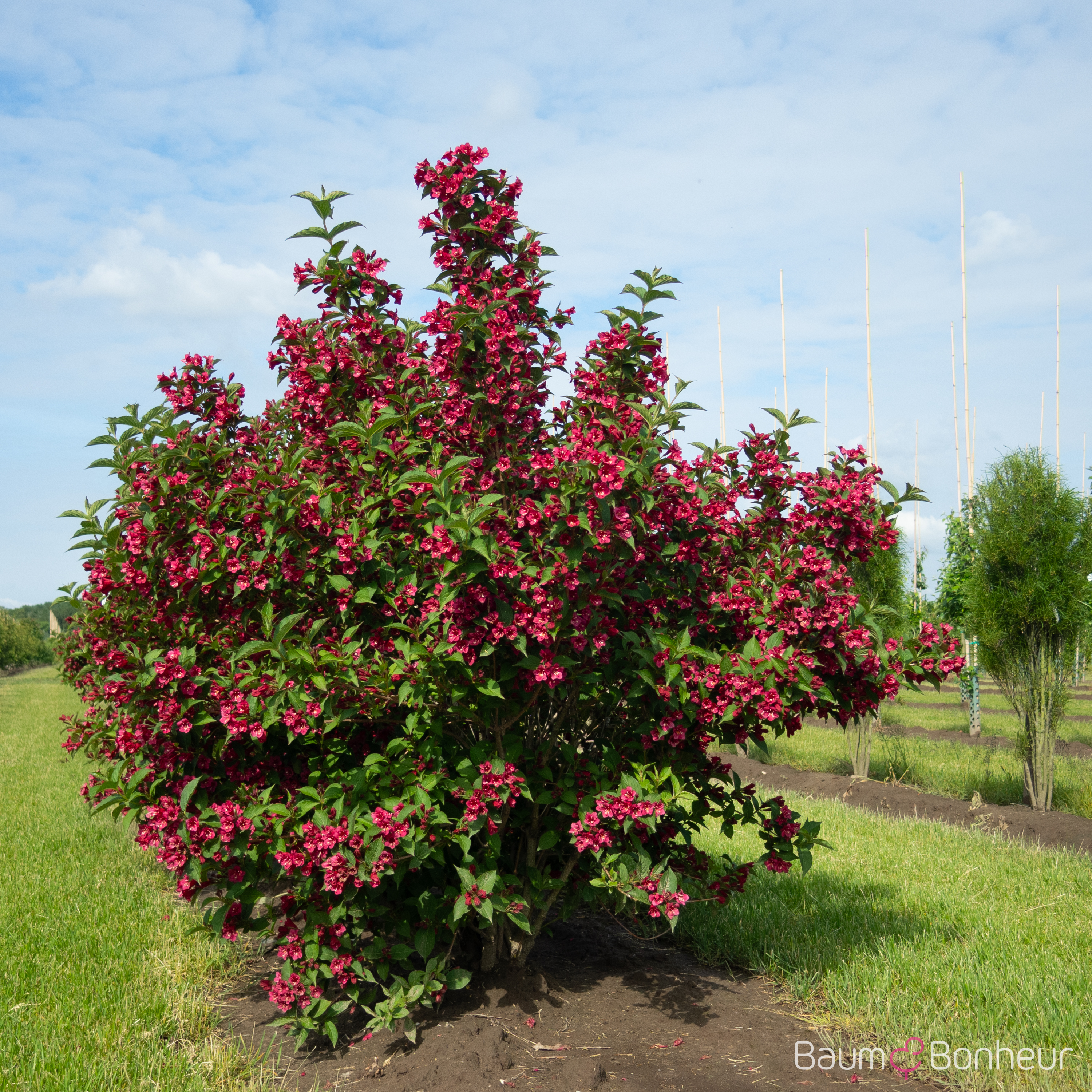 Weigela 'Bristol Ruby'