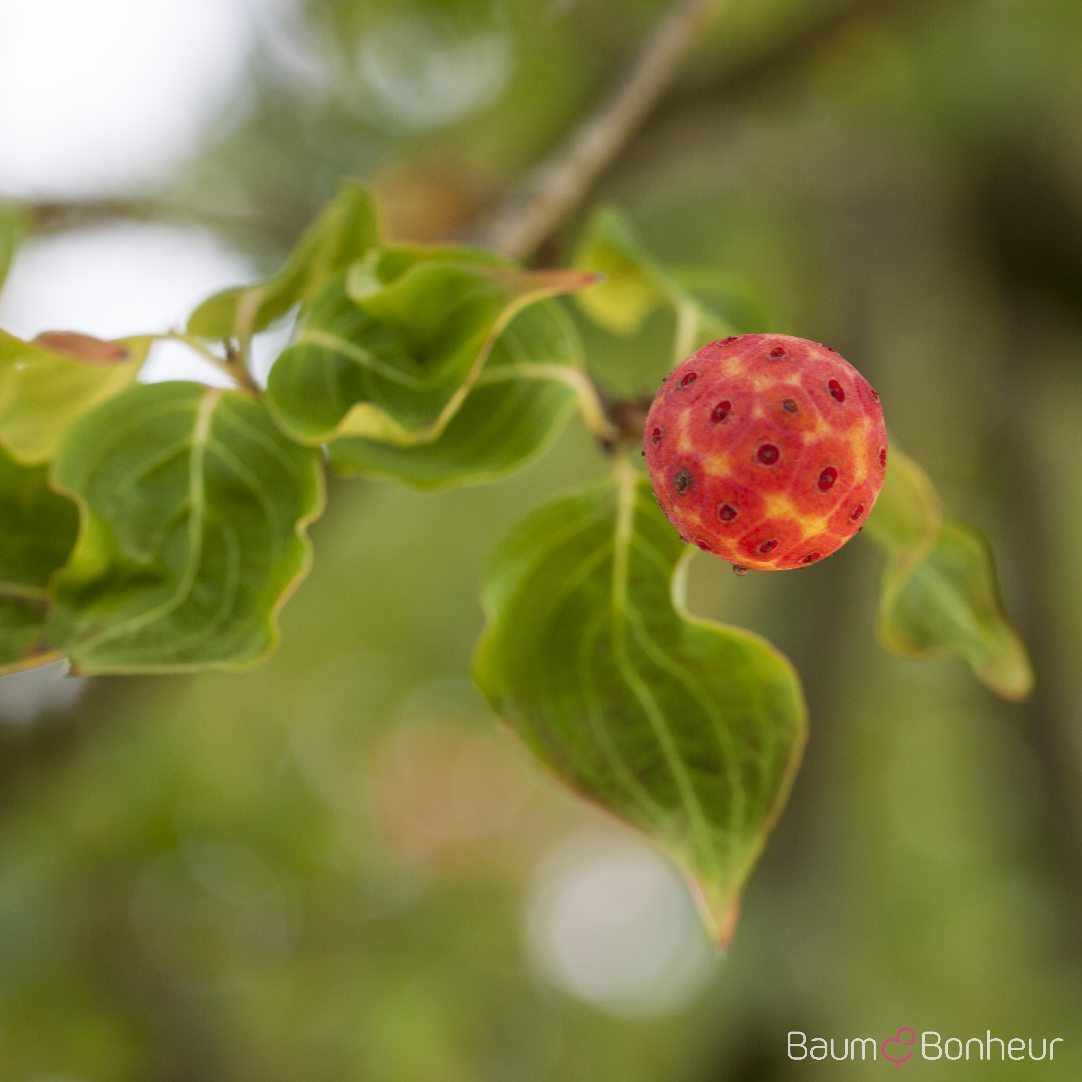 Cornus kousa 'China Girl'