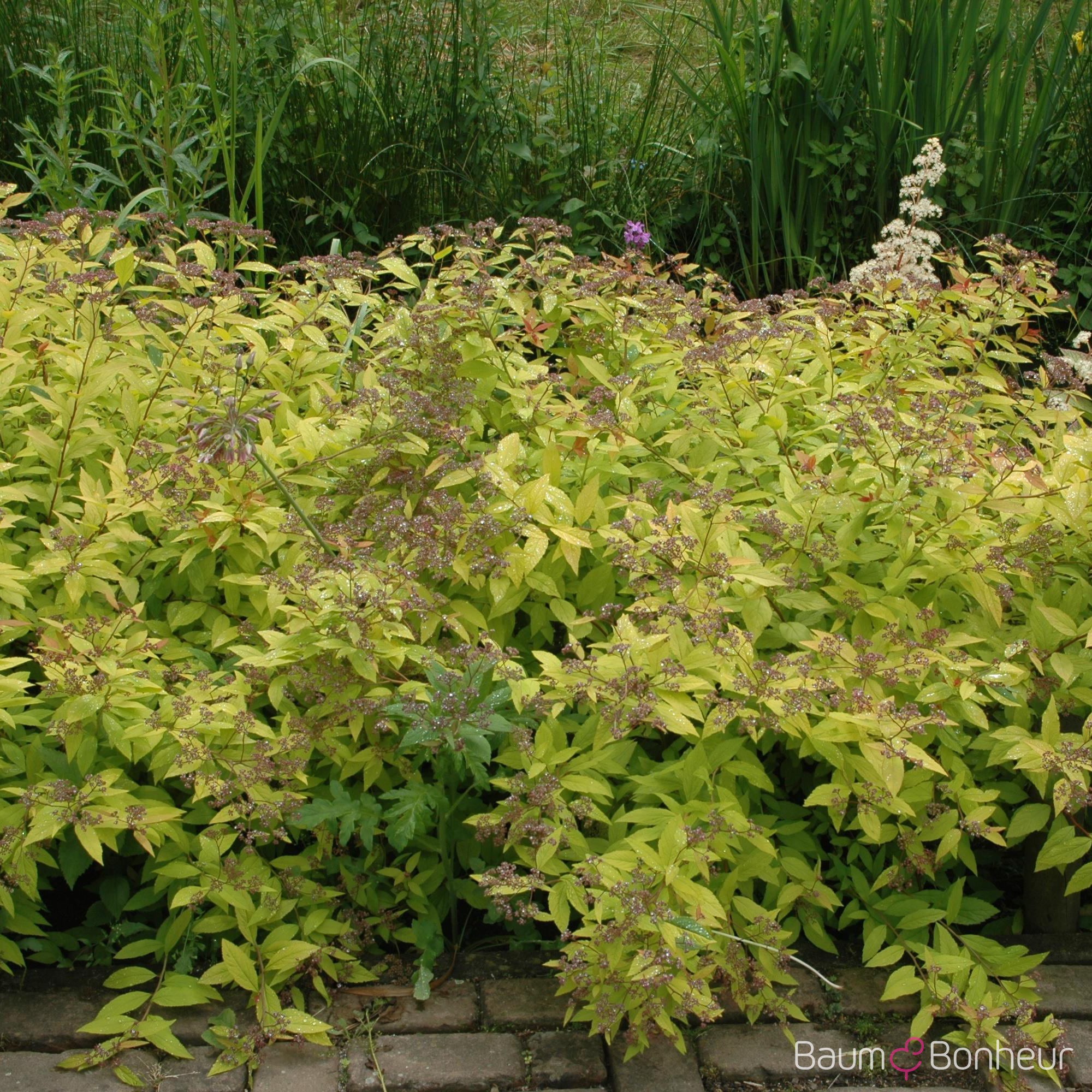 Spiraea japonica 'Golden Princess'
