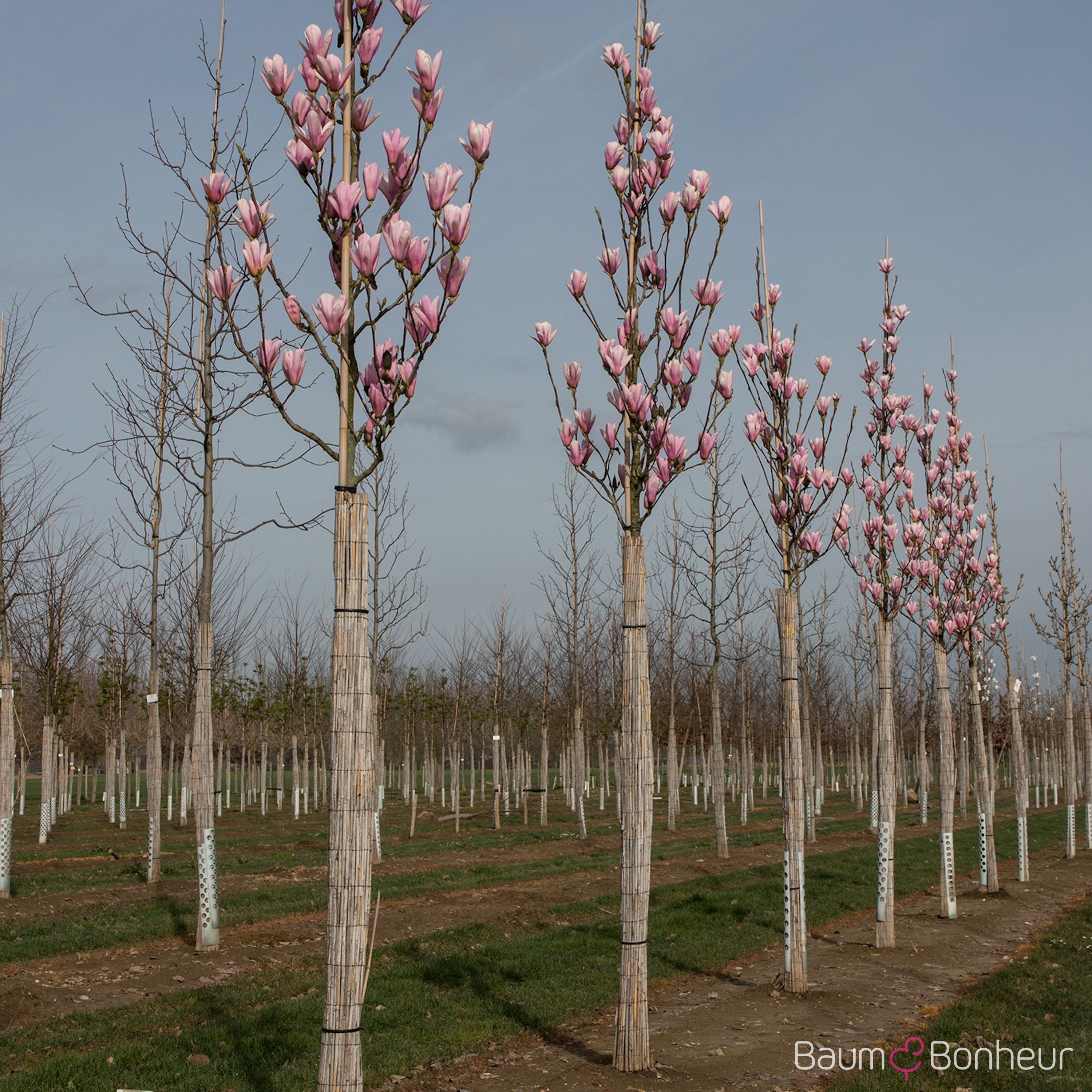 Magnolia soulangeana 'Heaven Scent'
