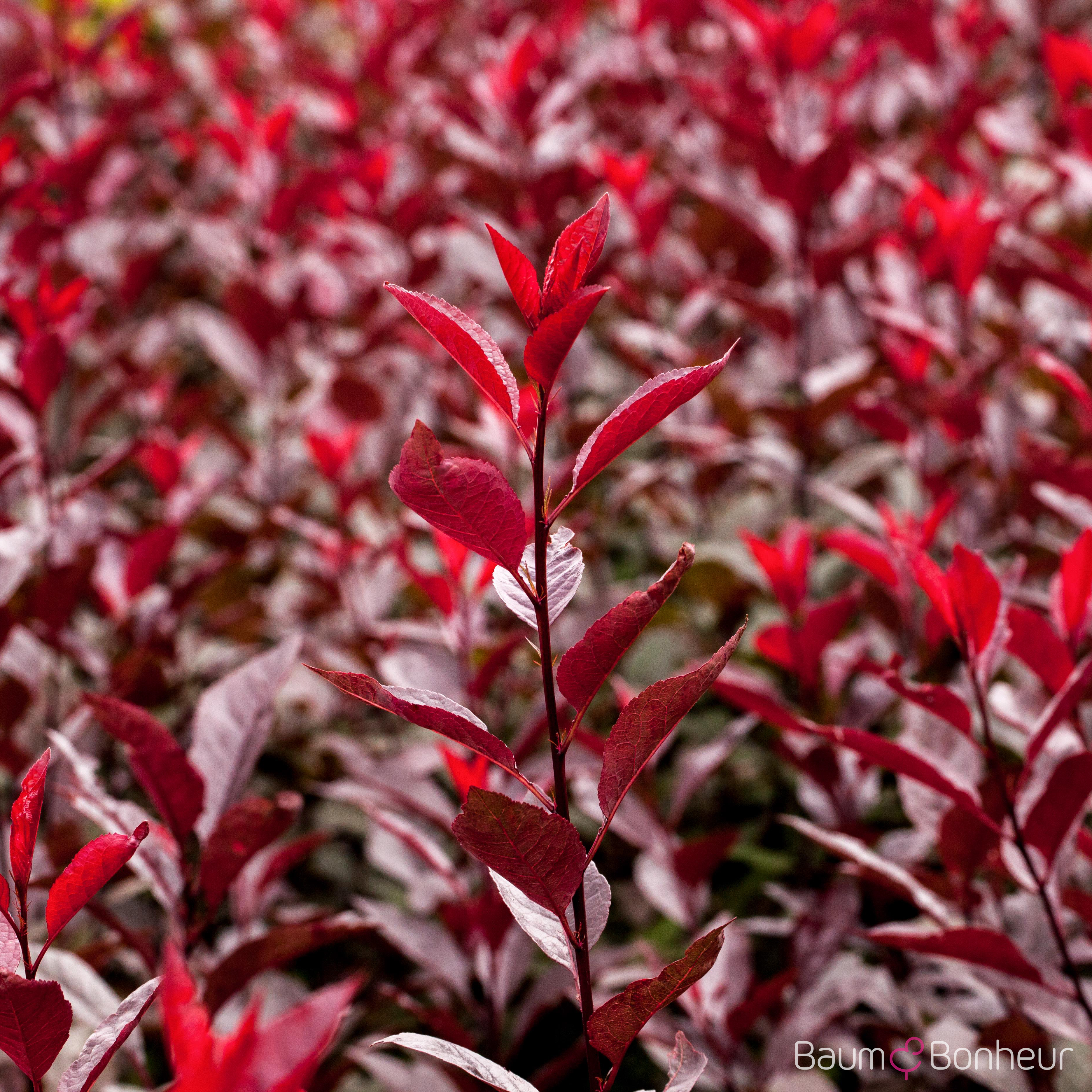 Prunus cistena