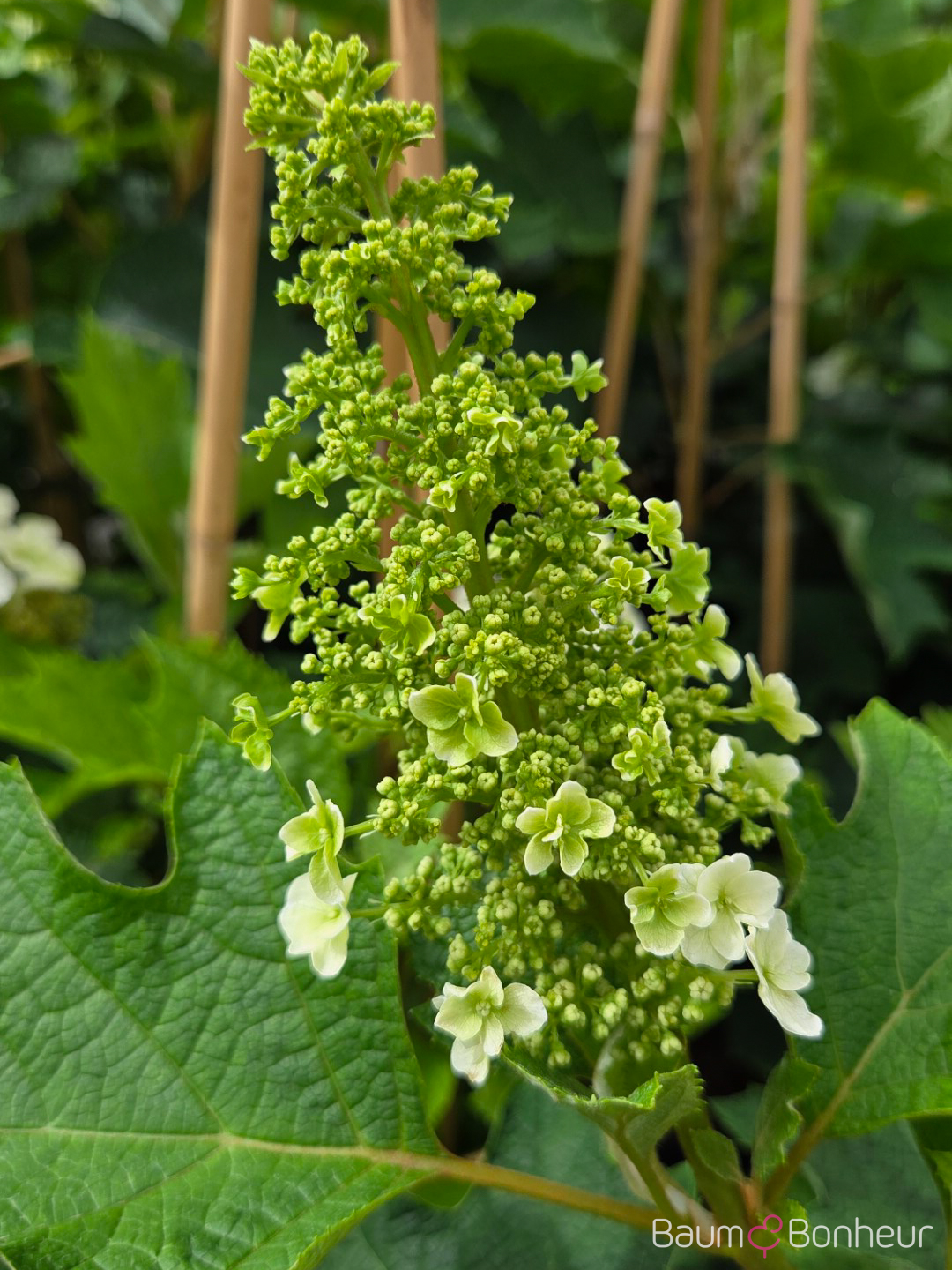 Hydrangea quercifolia