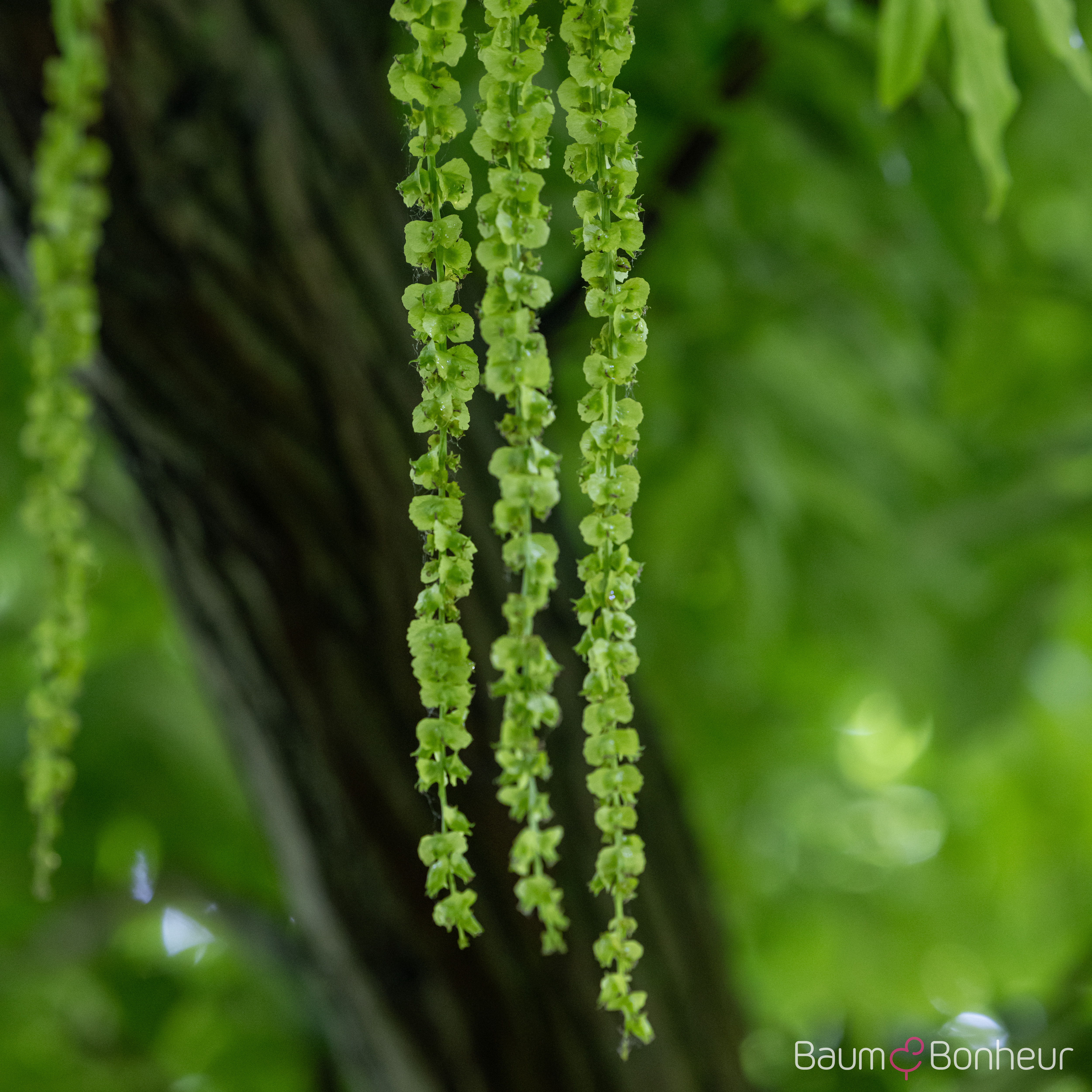 Pterocarya fraxinifolia