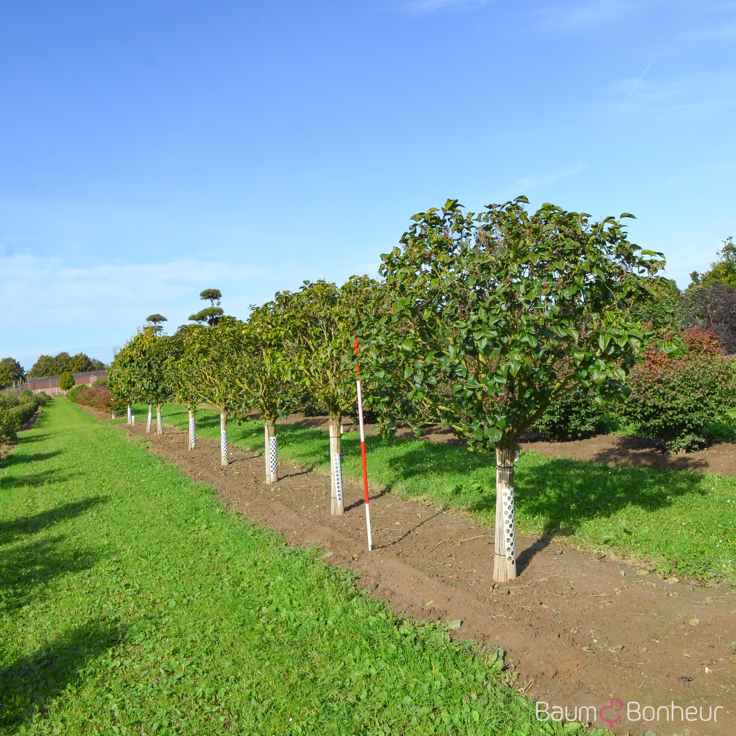 Syringa vulgaris 'Michel Buchner'