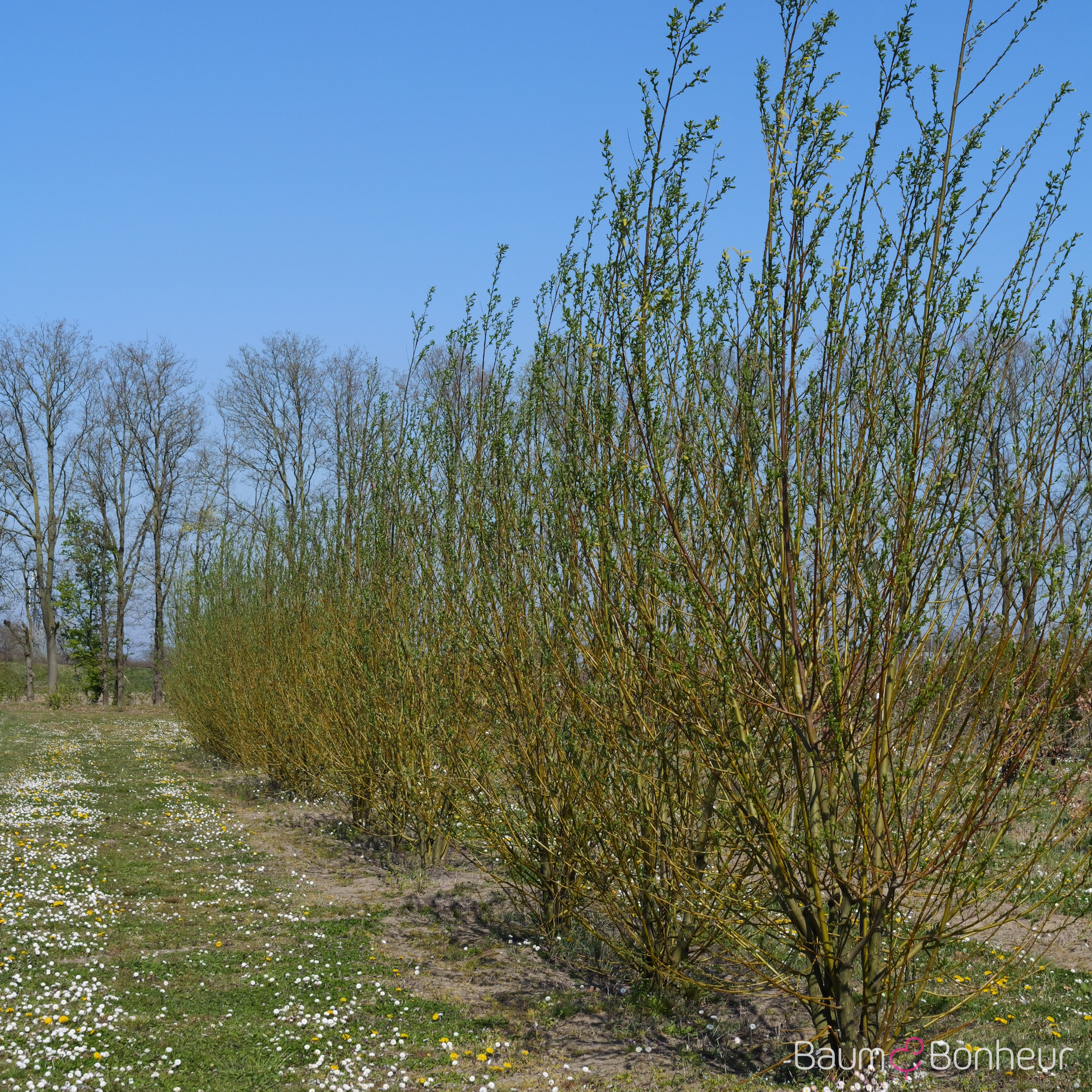 Salix alba 'Liempde'