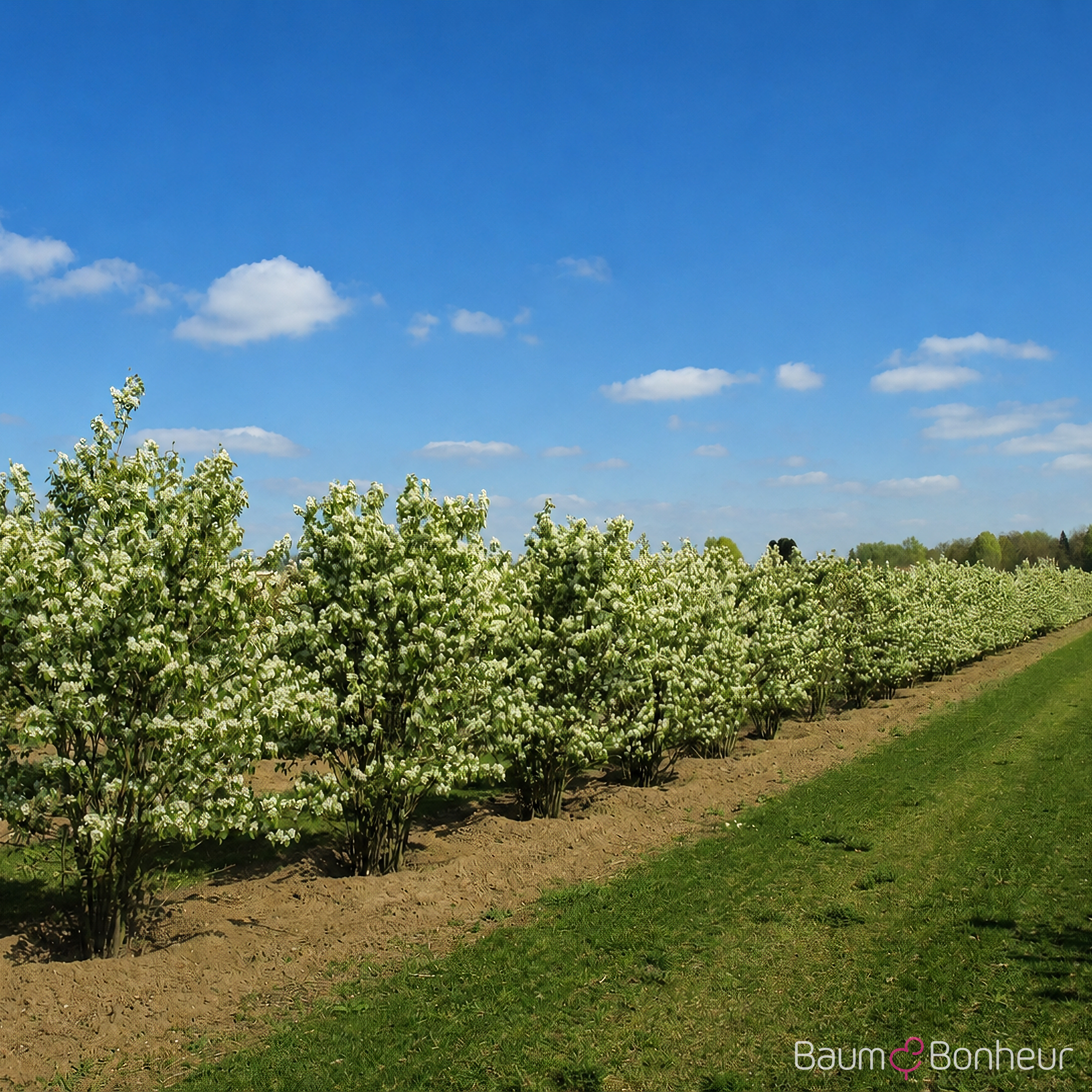 Amelanchier rotundifolia