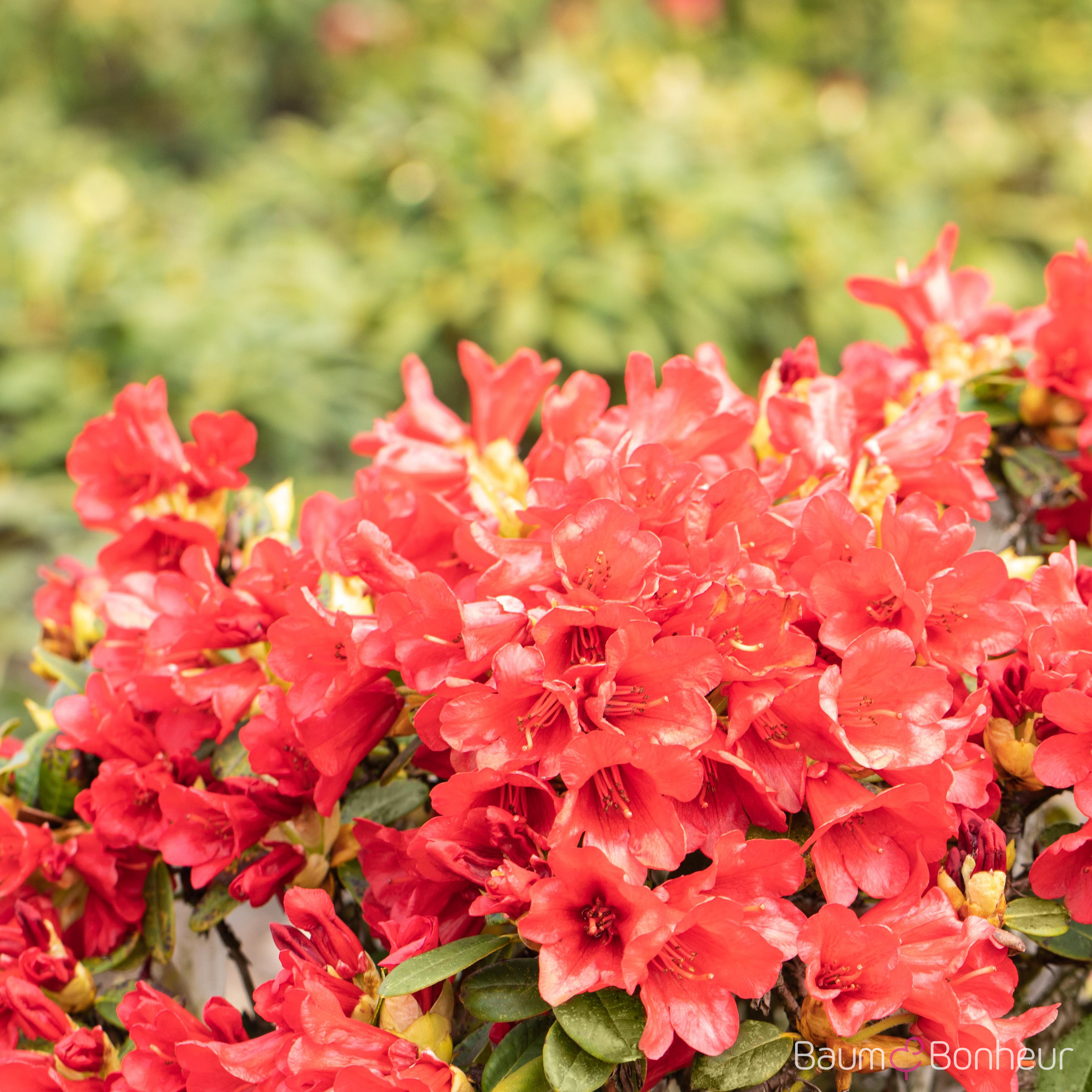 Rhododendron repens 'Baden-Baden'