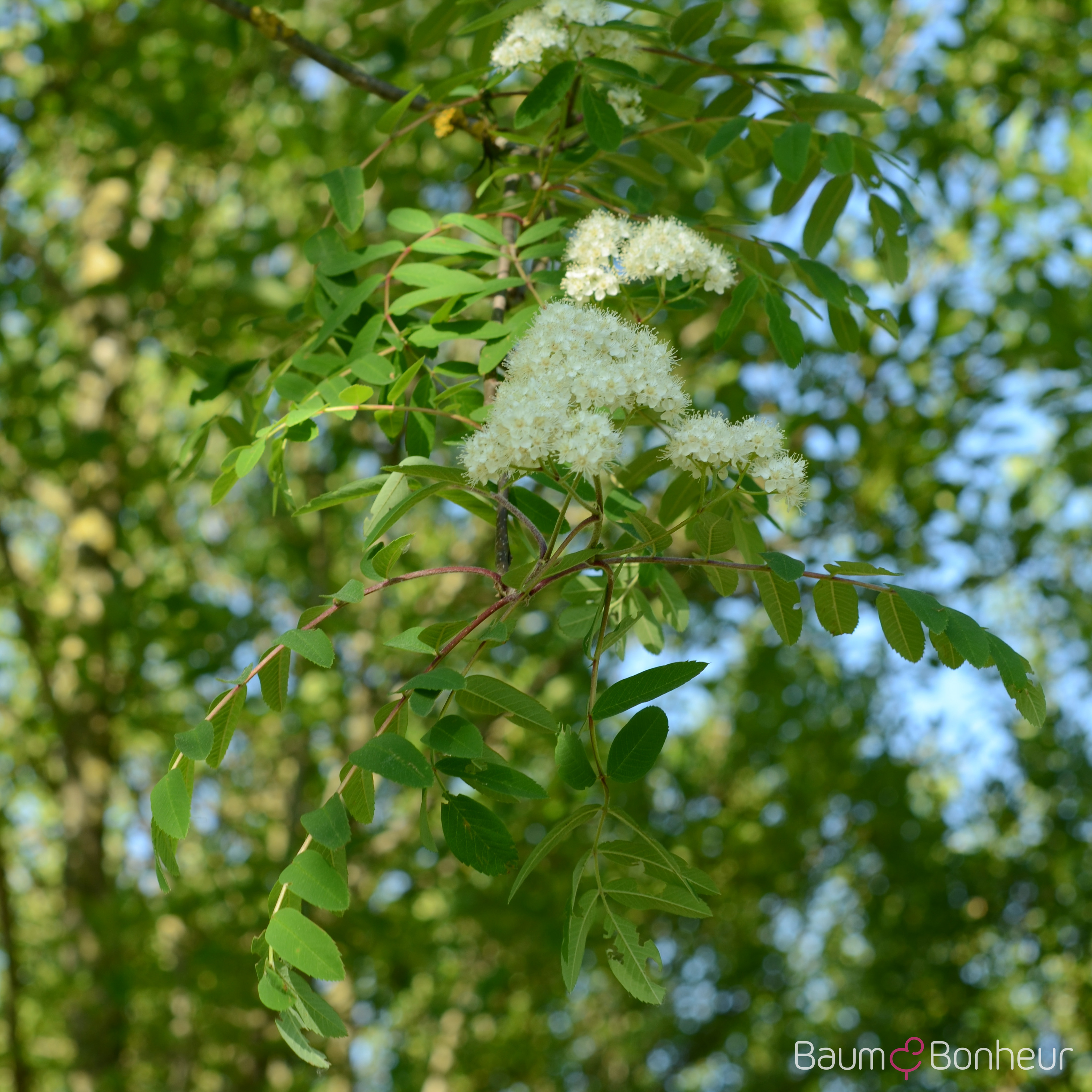 Sorbus aucuparia 'Edulis'