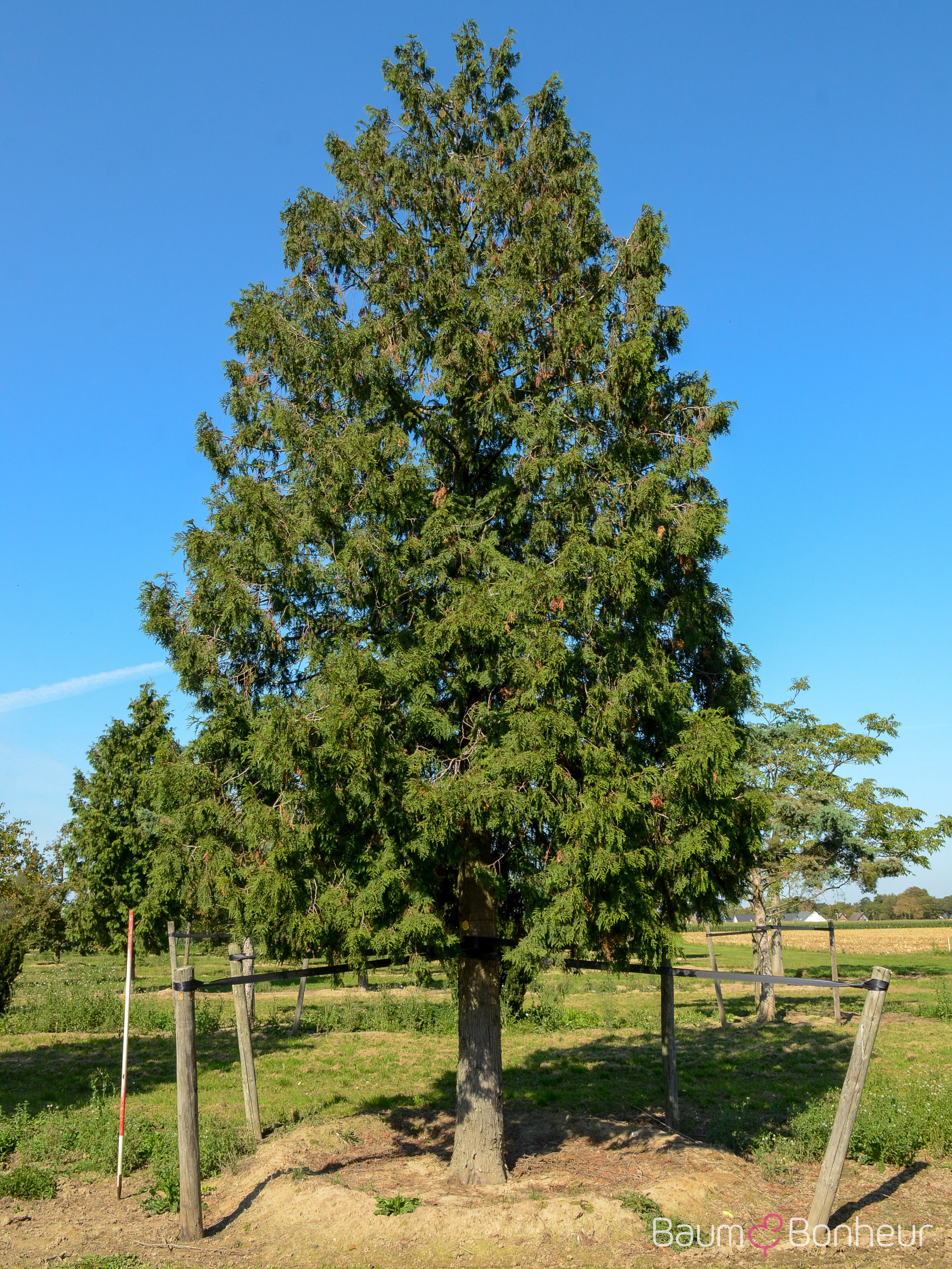 Thuja plicata 'Aurescens'